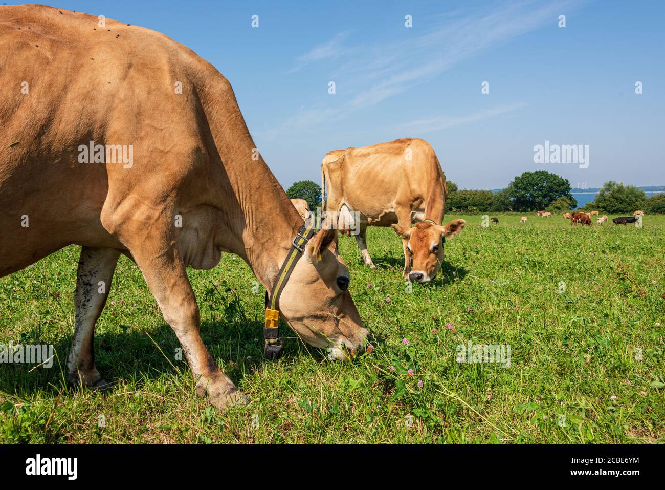 Jersey Rind High Resolution Stock Photography and Images - Alamy