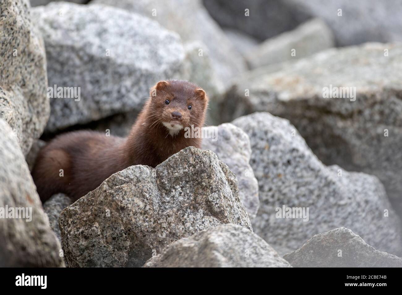 Wild mink hires stock photography and images Alamy