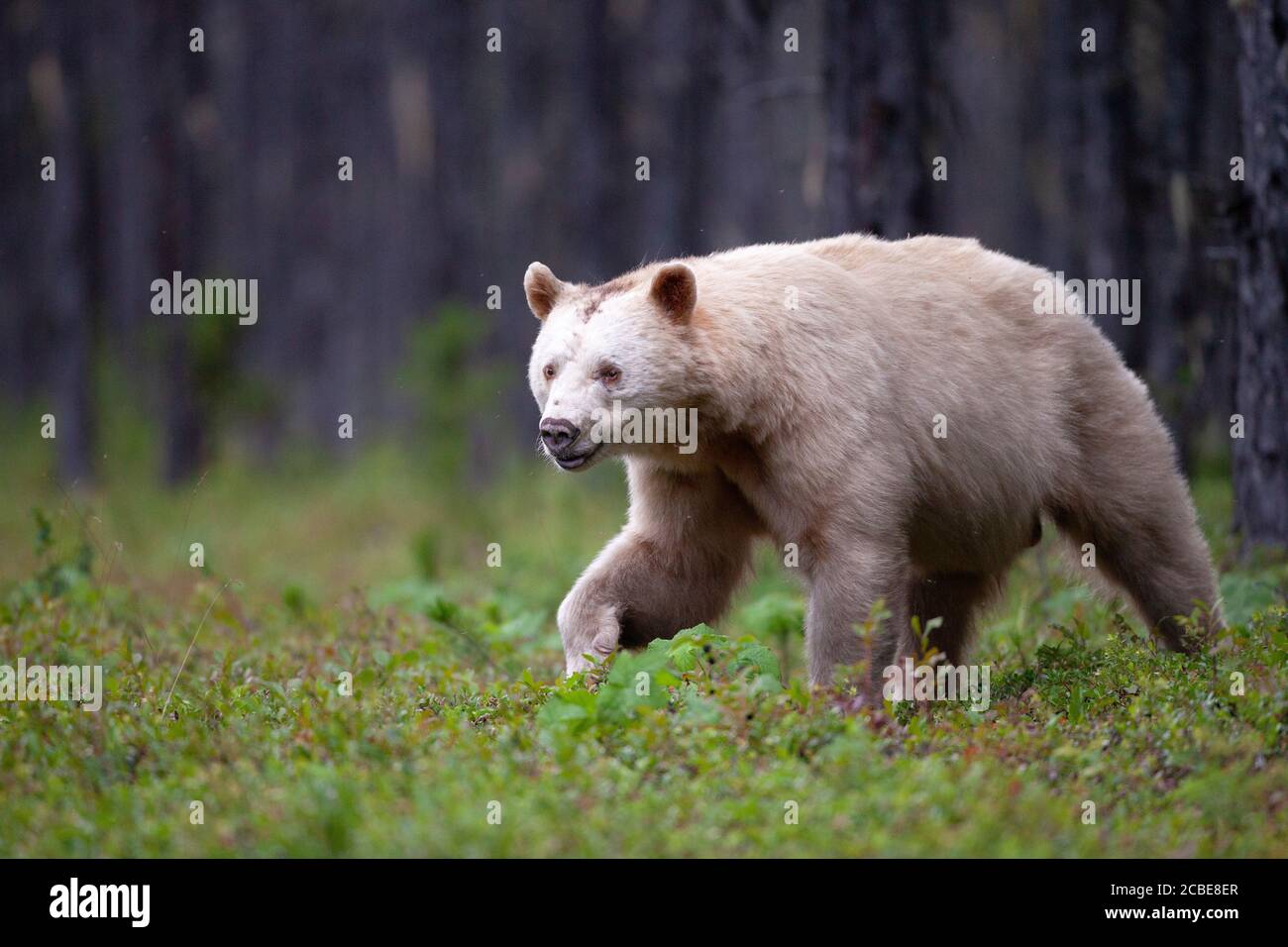 A kermode bear, also known as a spirit bear, emerging from a forest near Terrace, BC, Canada. Stock Photo