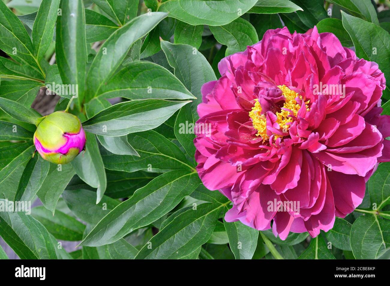 Beautiful pink Peony flower (Paeonia suffruticosa) close up with bud and green leaves on flowerbed in the garden. Beauty of nature, floriculture, gard Stock Photo