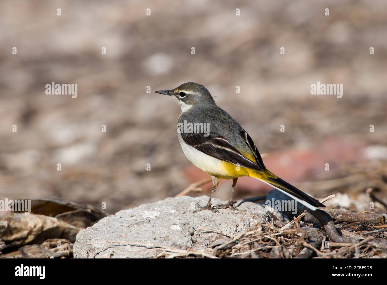 Female Grey Wagtail (Motacilla cinerea). Grey wagtails are found throughout temperate Europe and Asia and parts of northern Africa. They are insectivo Stock Photo