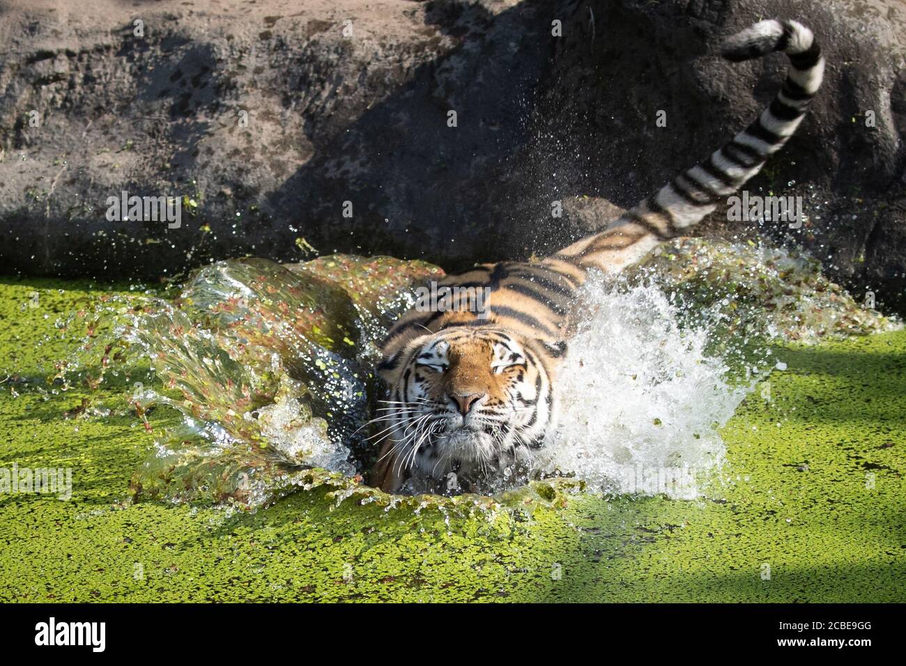 13 August 2020, Hamburg: Female tiger Maruschka (Siberian tiger) jumps into the water basin in the tiger enclosure in Hagenbeck Zoo to get an ice block with frozen food out of the water. Maruschka and her partner Yasha have received a small ice bomb with fish and poultry from their keeper to refresh them in the high summer temperatures. Photo: Christian Charisius/dpa Stock Photo