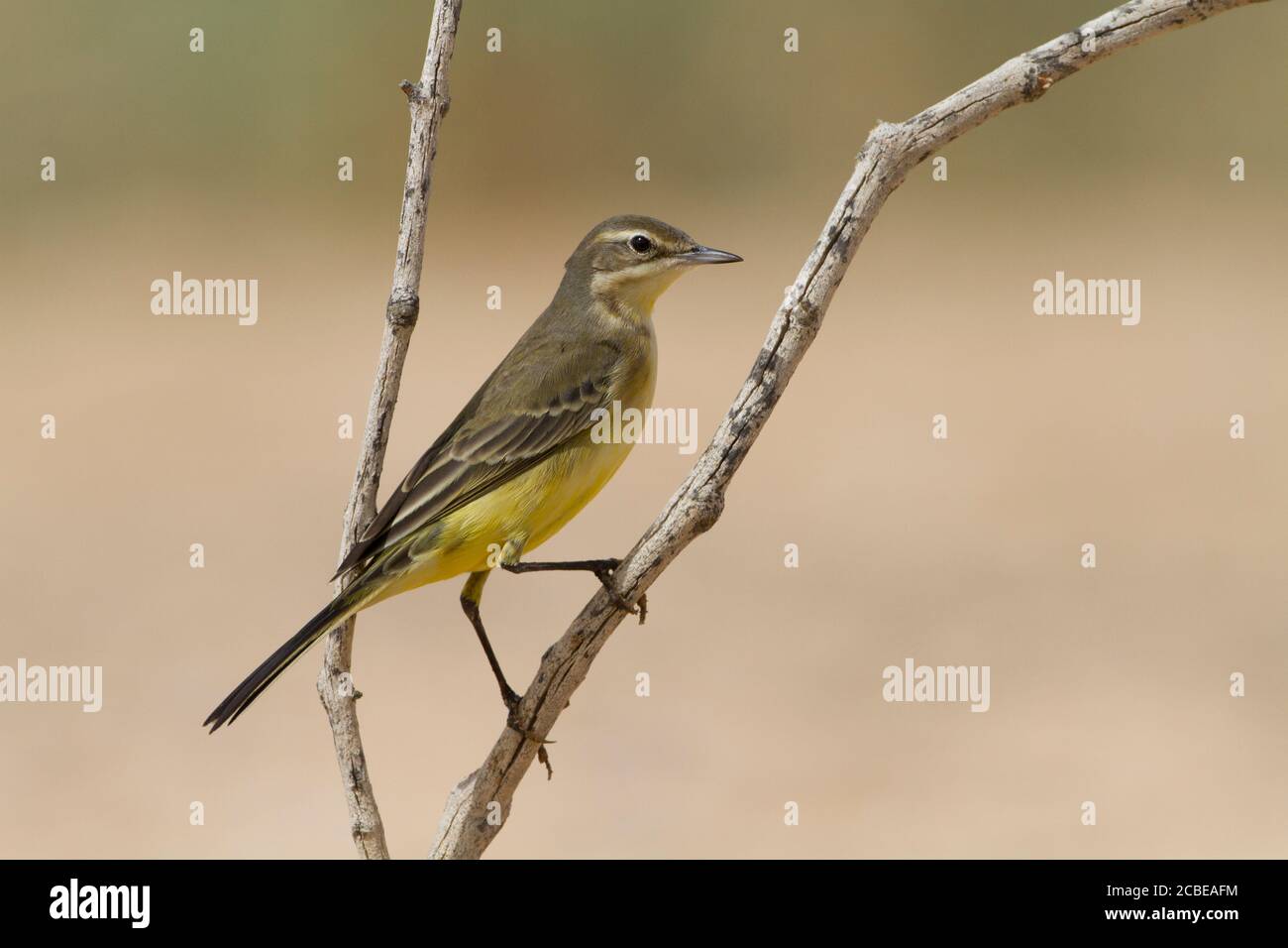 Western Yellow Wagtail (Motacilla flava) near water, Yellow wagtails are insectivorous, preferring to live in open country where it is easy to spot an Stock Photo