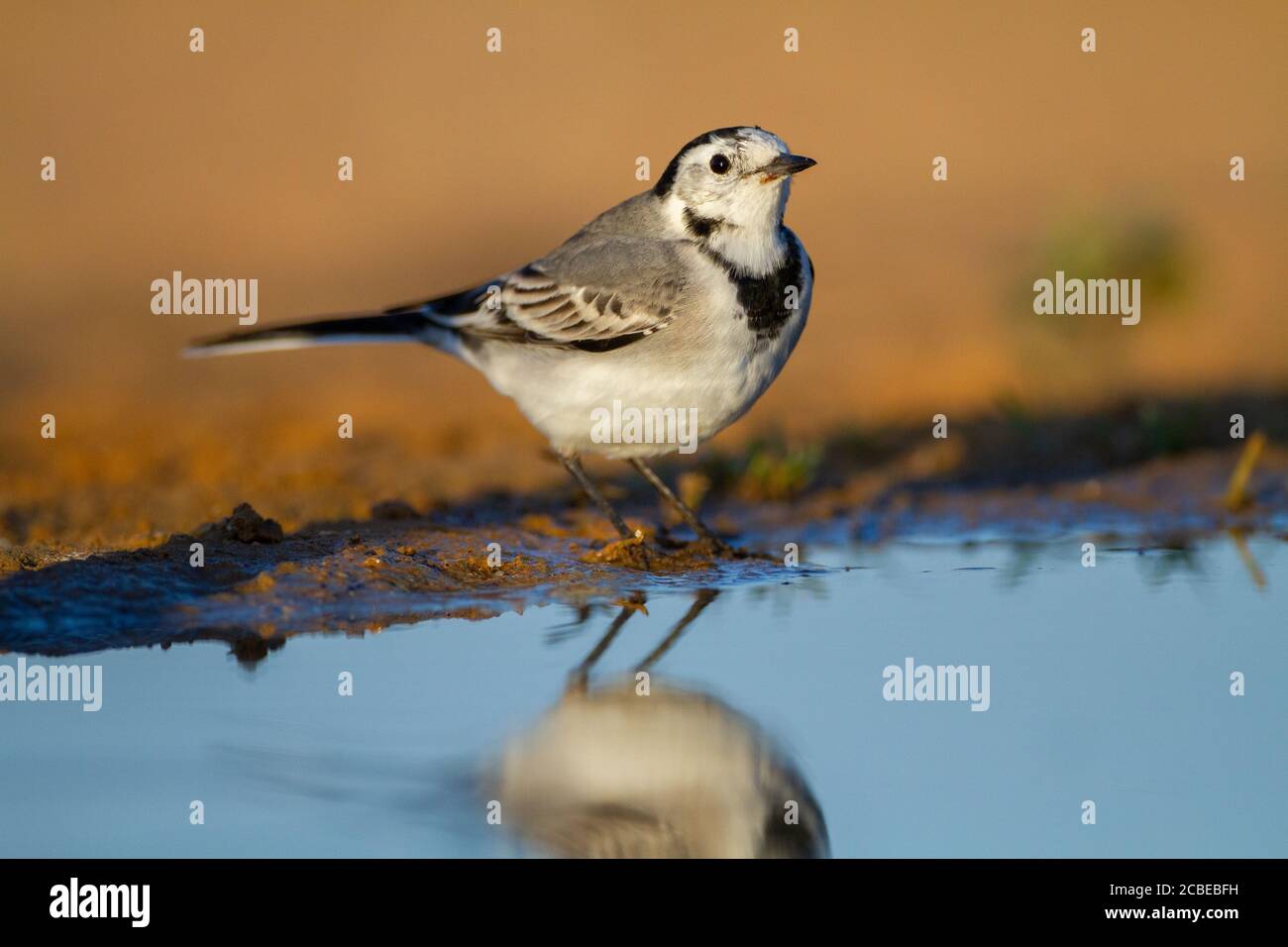 White wagtail (Motacilla alba) standing in a pool. White wagtails are insectivorous, preferring to live in open country where it is easy to spot and p Stock Photo