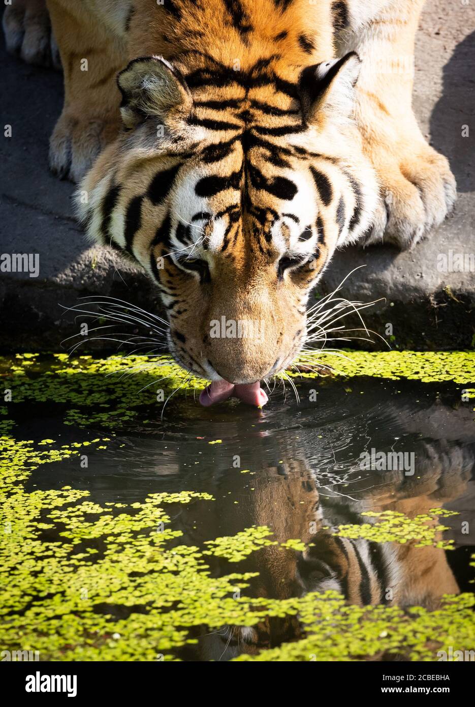 Hamburg, Germany. 13th Aug, 2020. Tiger Yasha (Siberian tiger) drinks from the water basin in the tiger enclosure in Hagenbeck Zoo. The Siberian Tiger Yasha and Maruschka have received a small ice bomb with fish and poultry from their keeper to refresh them in the high summer temperatures. Credit: Christian Charisius/dpa/Alamy Live News Stock Photo