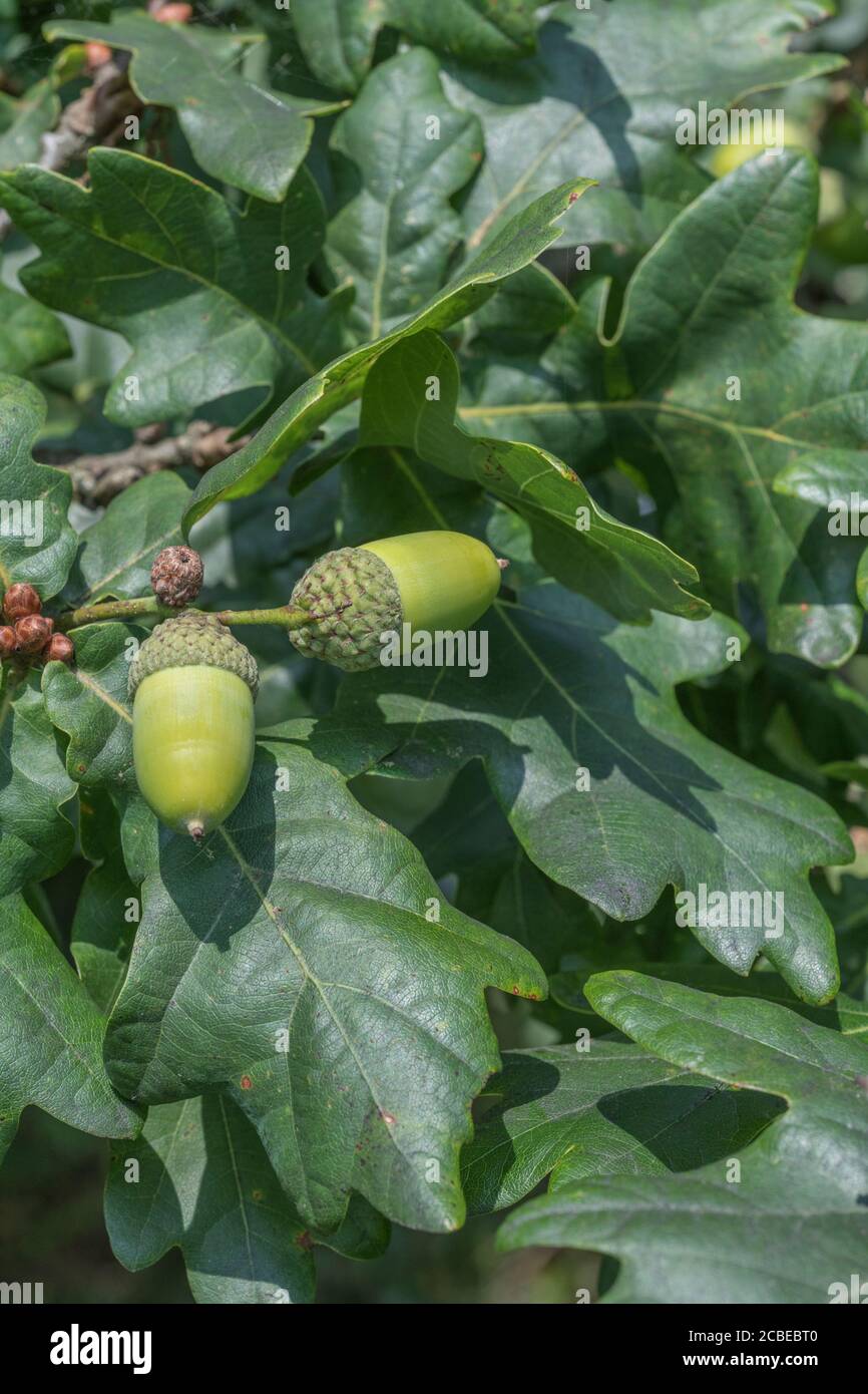 Autumn acorns on English Oak, Quercus Robur tree. Contrary to belief