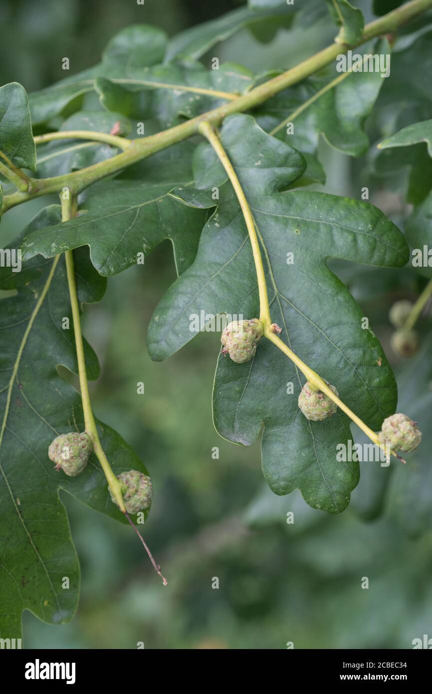 Small acorns forming on Pedunculate Oak / Quercus robur tree in late Summer. Metaphor from little acorns grow, big things small beginnings, remedies. Stock Photo