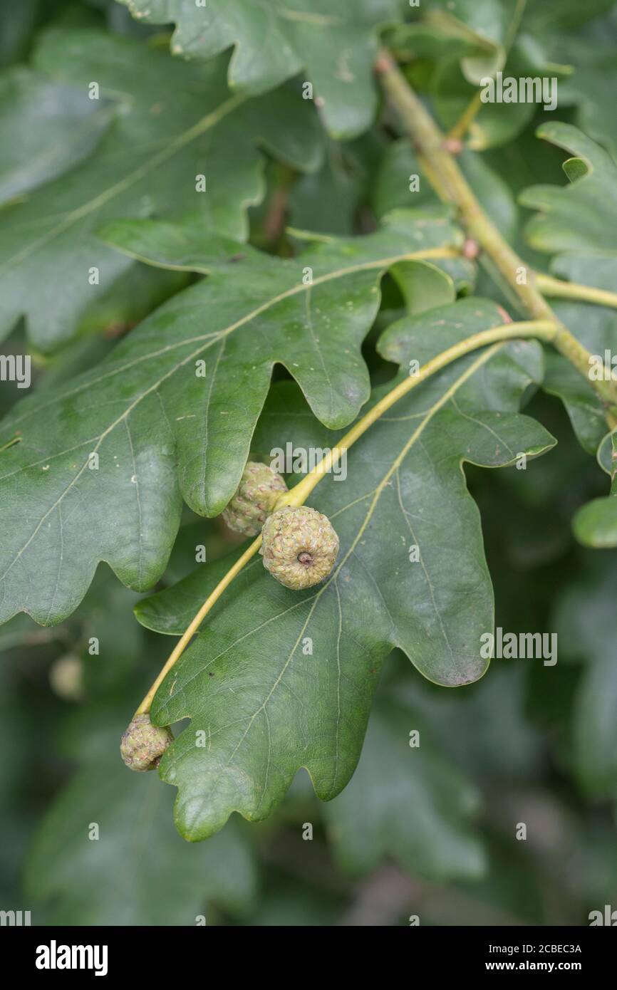 Small acorns forming on Pedunculate Oak / Quercus robur tree in late Summer. Metaphor from little acorns grow, big things small beginnings, remedies. Stock Photo