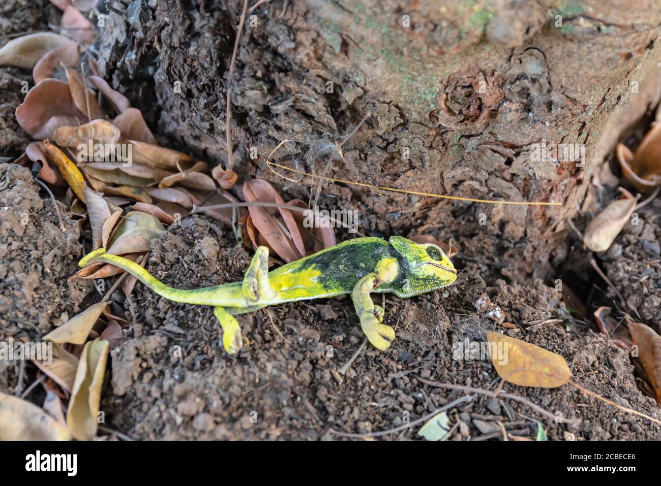 Common Chameleon (Chamaeleo chamaeleon), The common chameleon and its subspecies are found throughout much of North Africa and the Middle East as well Stock Photo