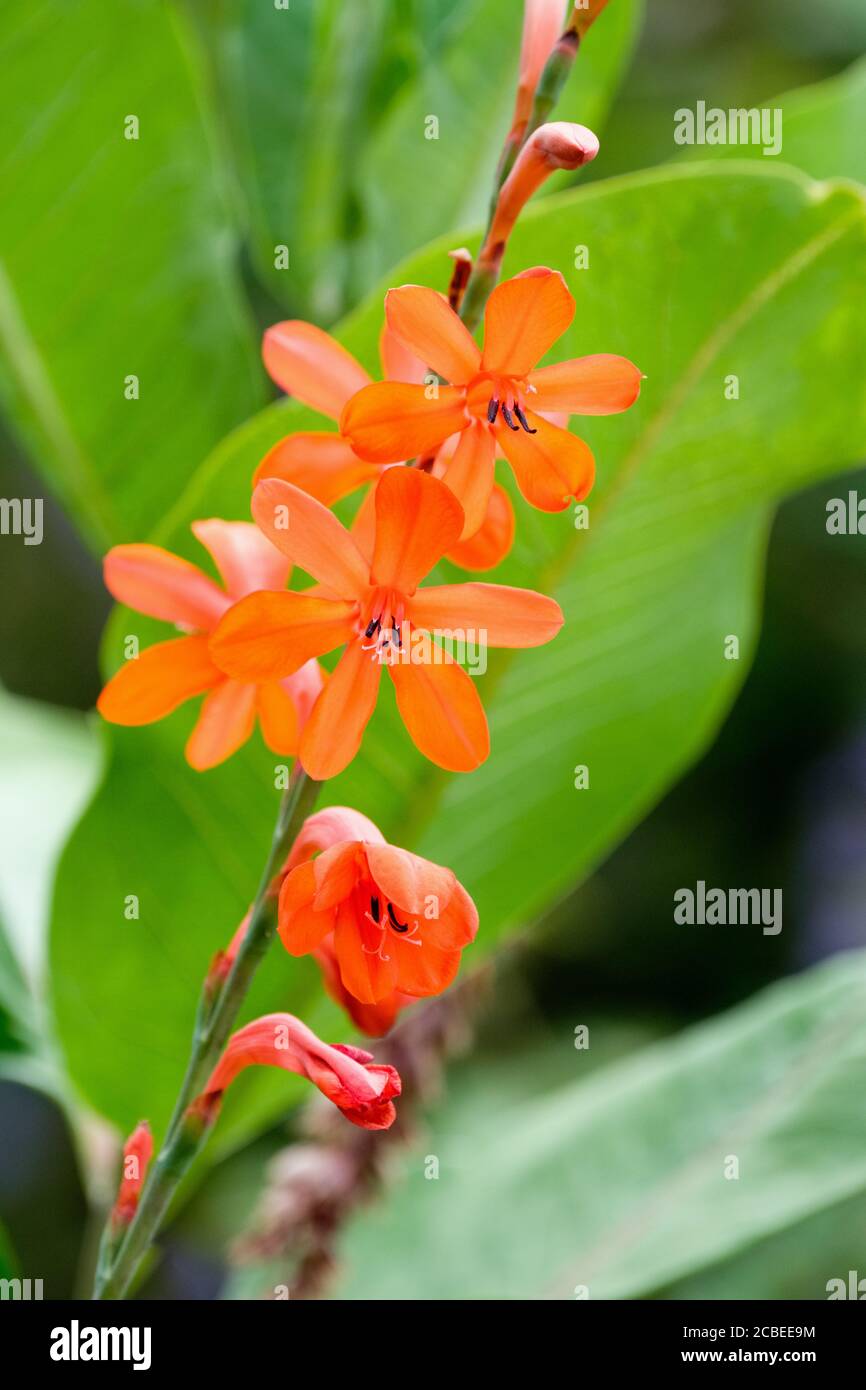 Orange flowers of Watsonia versfeldii. Bugle lily Stock Photo