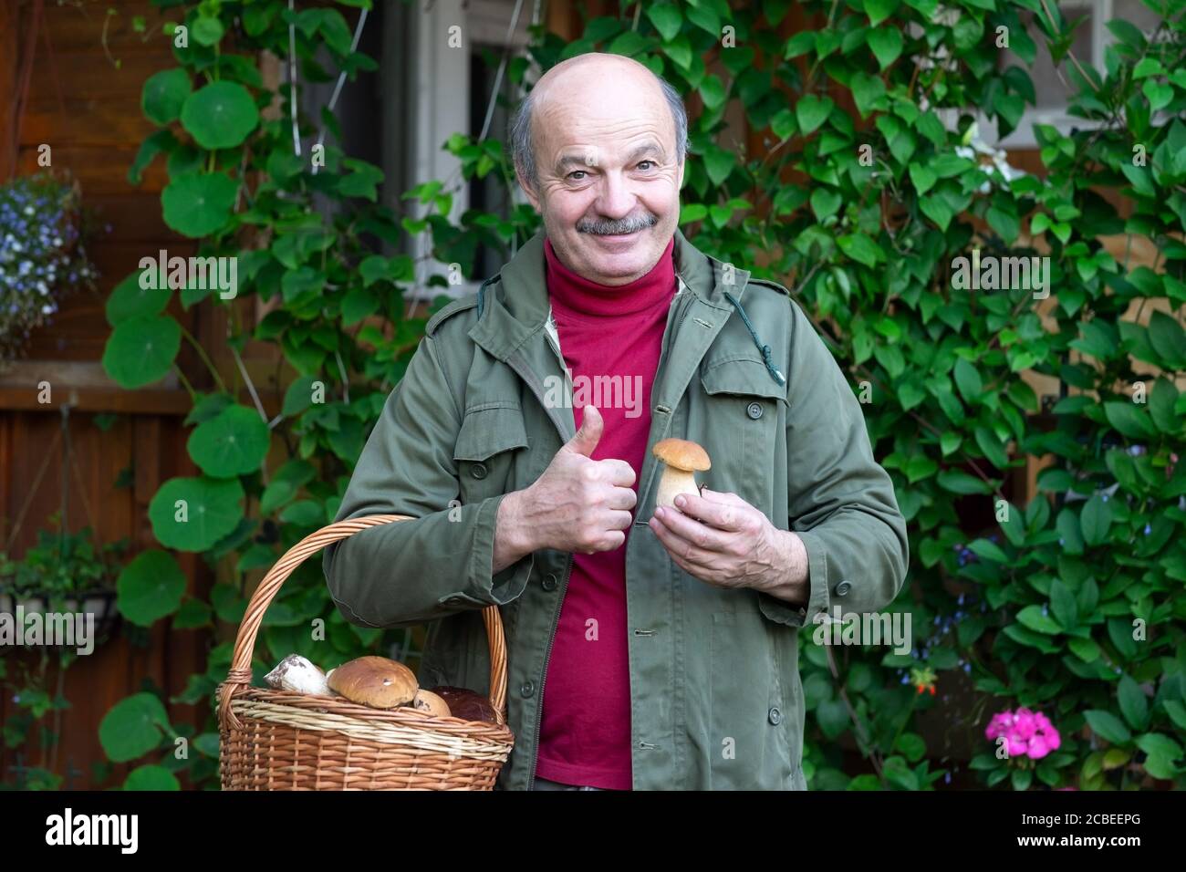 Old man gathers mushrooms showing a cep from basket. Stock Photo