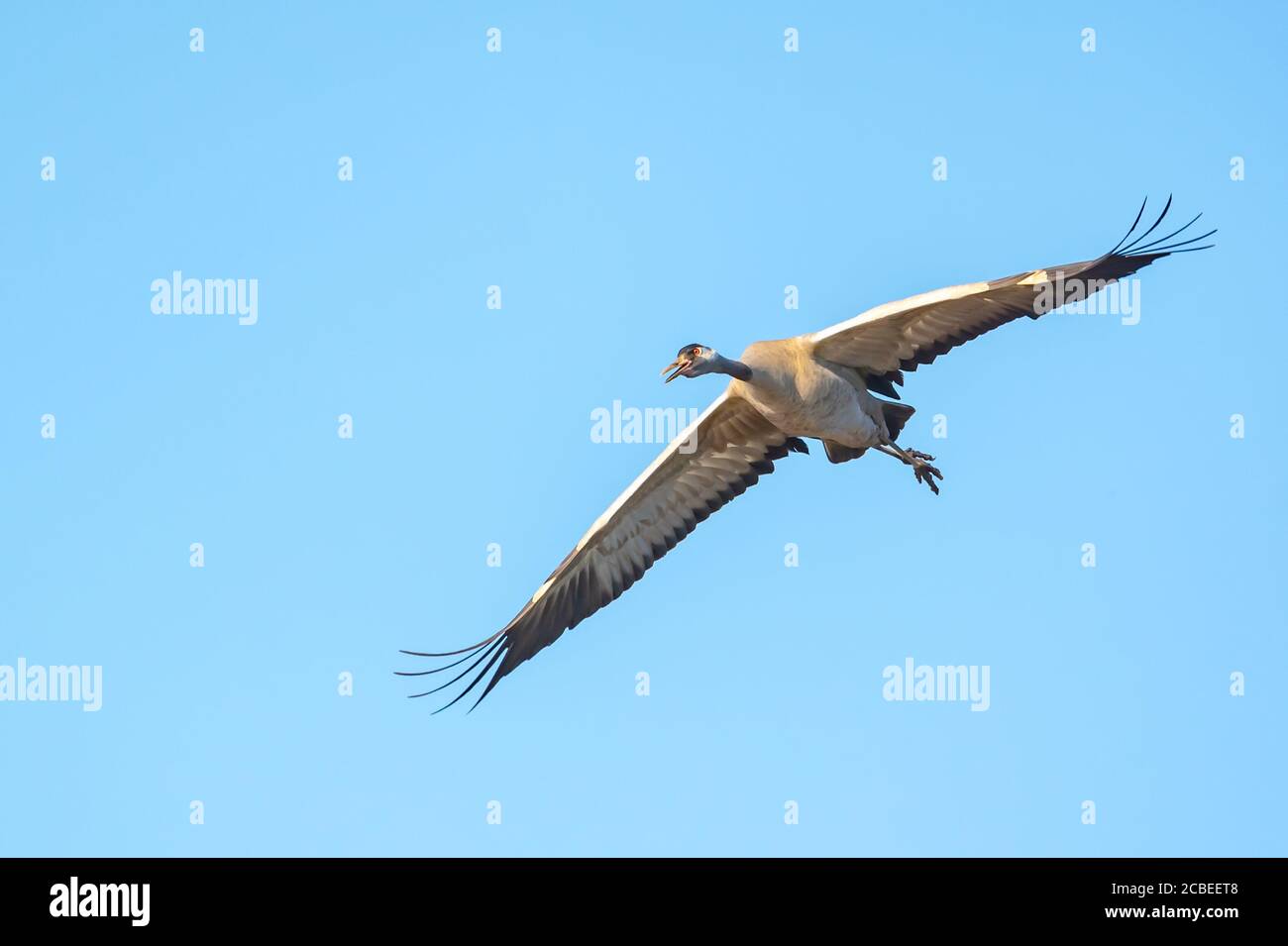 Close up of a single Common crane (Grus grus) in flight. Large migratory crane species that lives in wet meadows and marshland. It has a wingspan of b Stock Photo