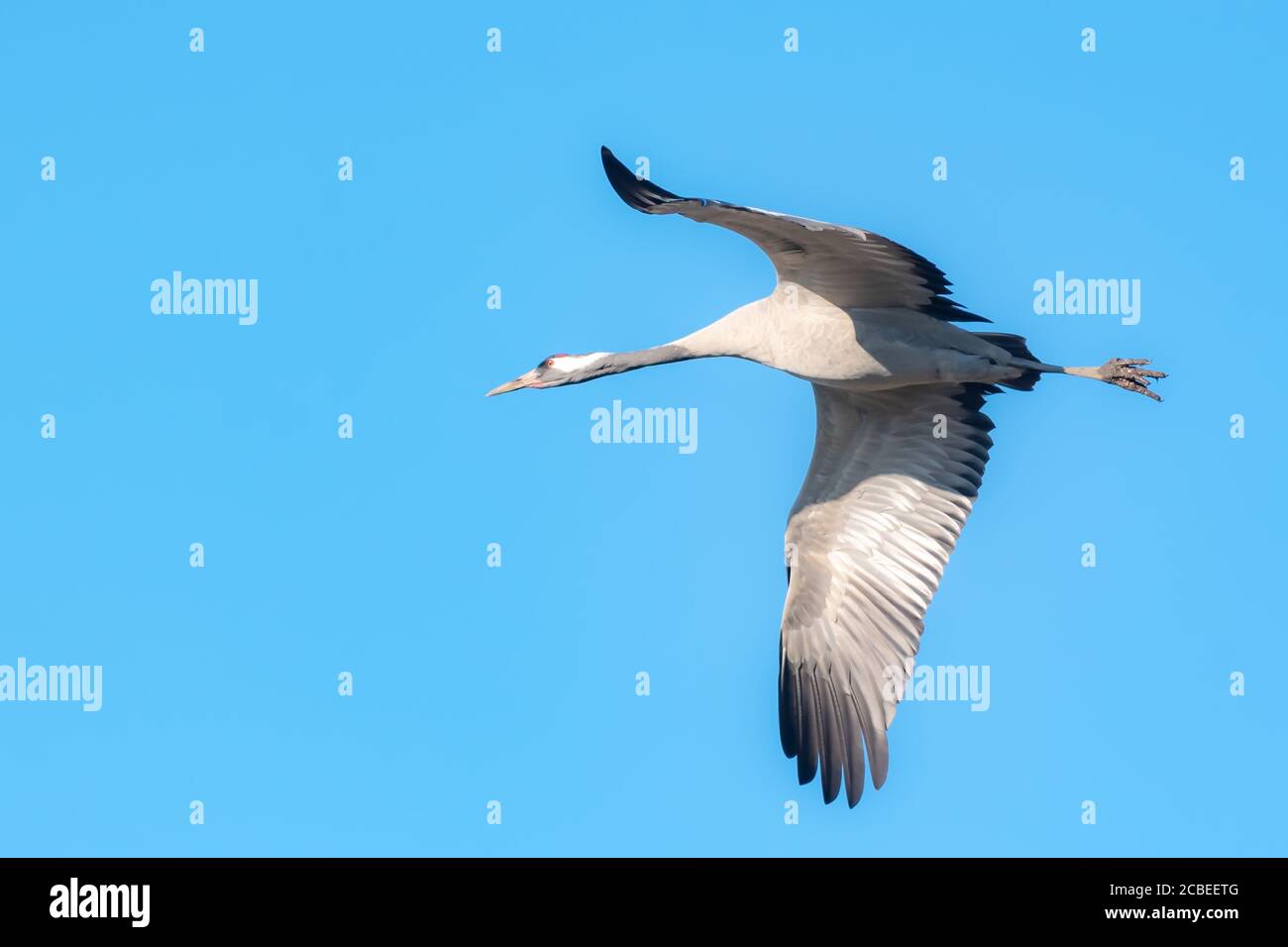 Close up of a single Common crane (Grus grus) in flight. Large migratory crane species that lives in wet meadows and marshland. It has a wingspan of b Stock Photo