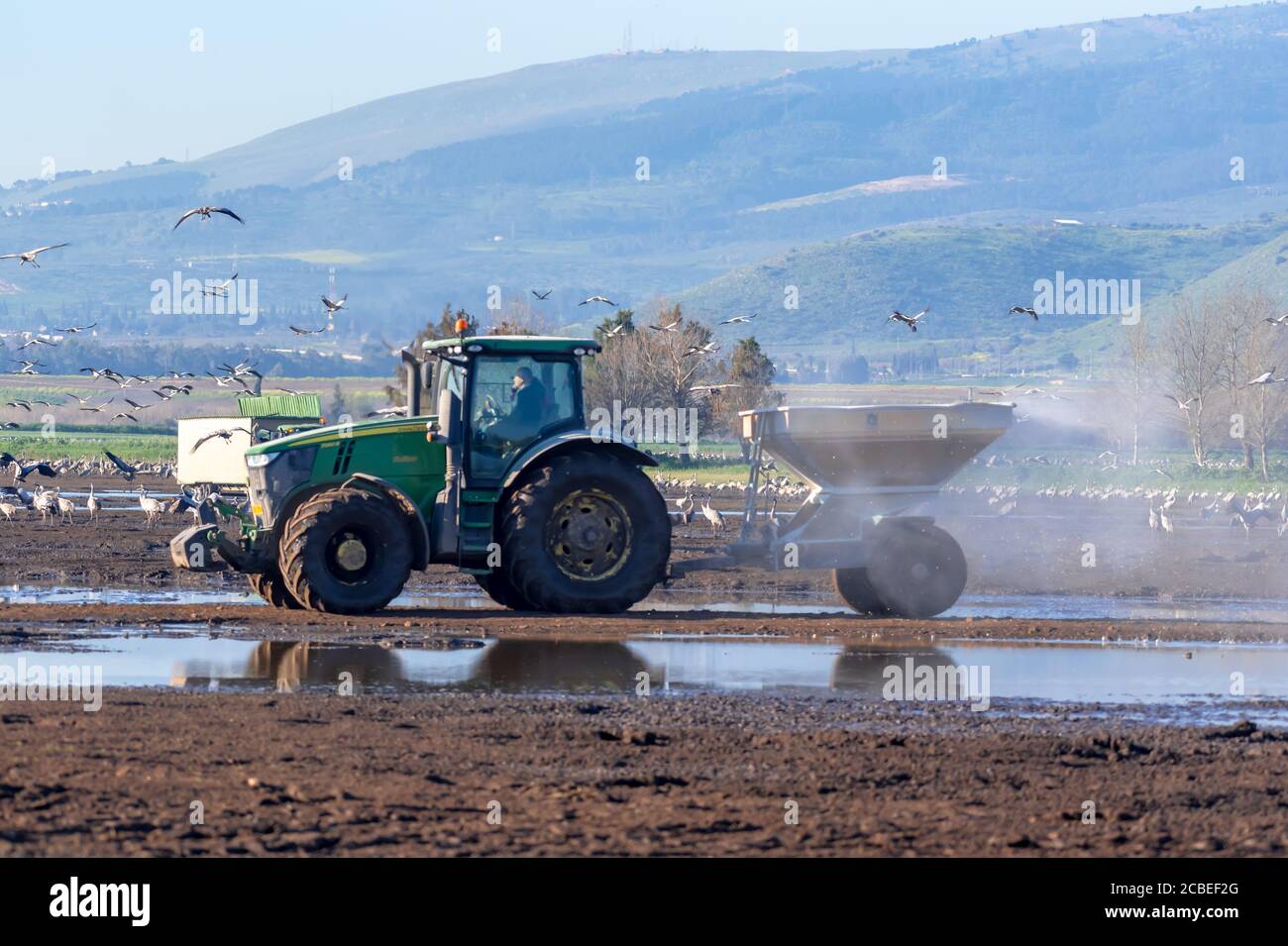 Israel, Hula Valley, a tractor spreading corn grain to feed a large flock of Eurasian Cranes. The feeding is down to reduce the damages these migratin Stock Photo