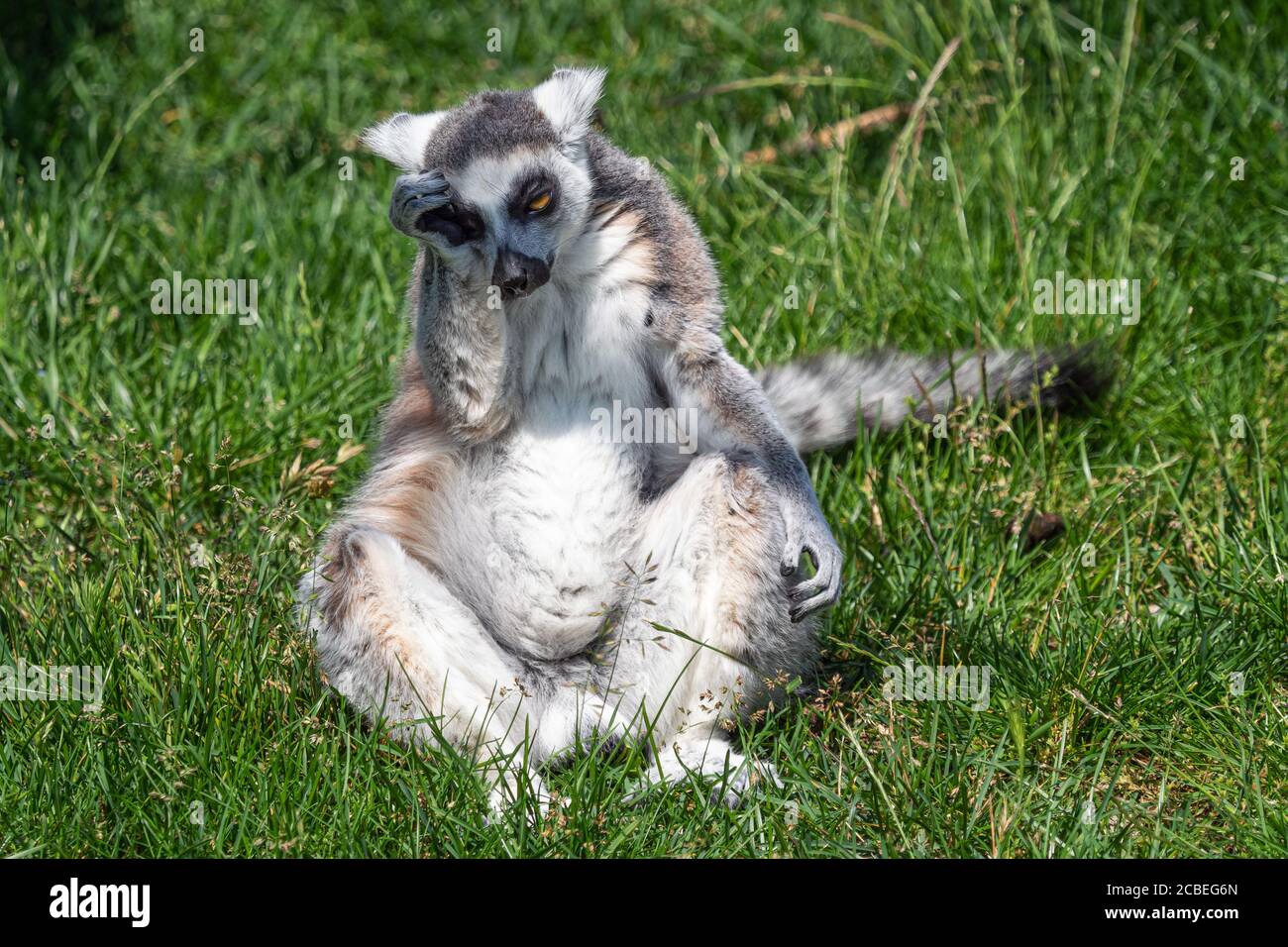 Sad lonely ring tailed lemur (Lemur catta) Stock Photo