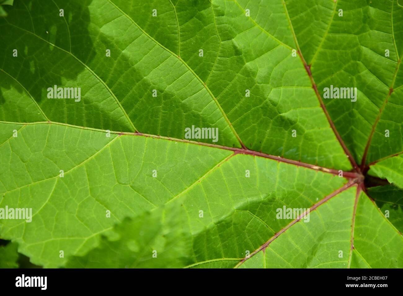 Green leaf close up macro background and wallpapers Stock Photo - Alamy