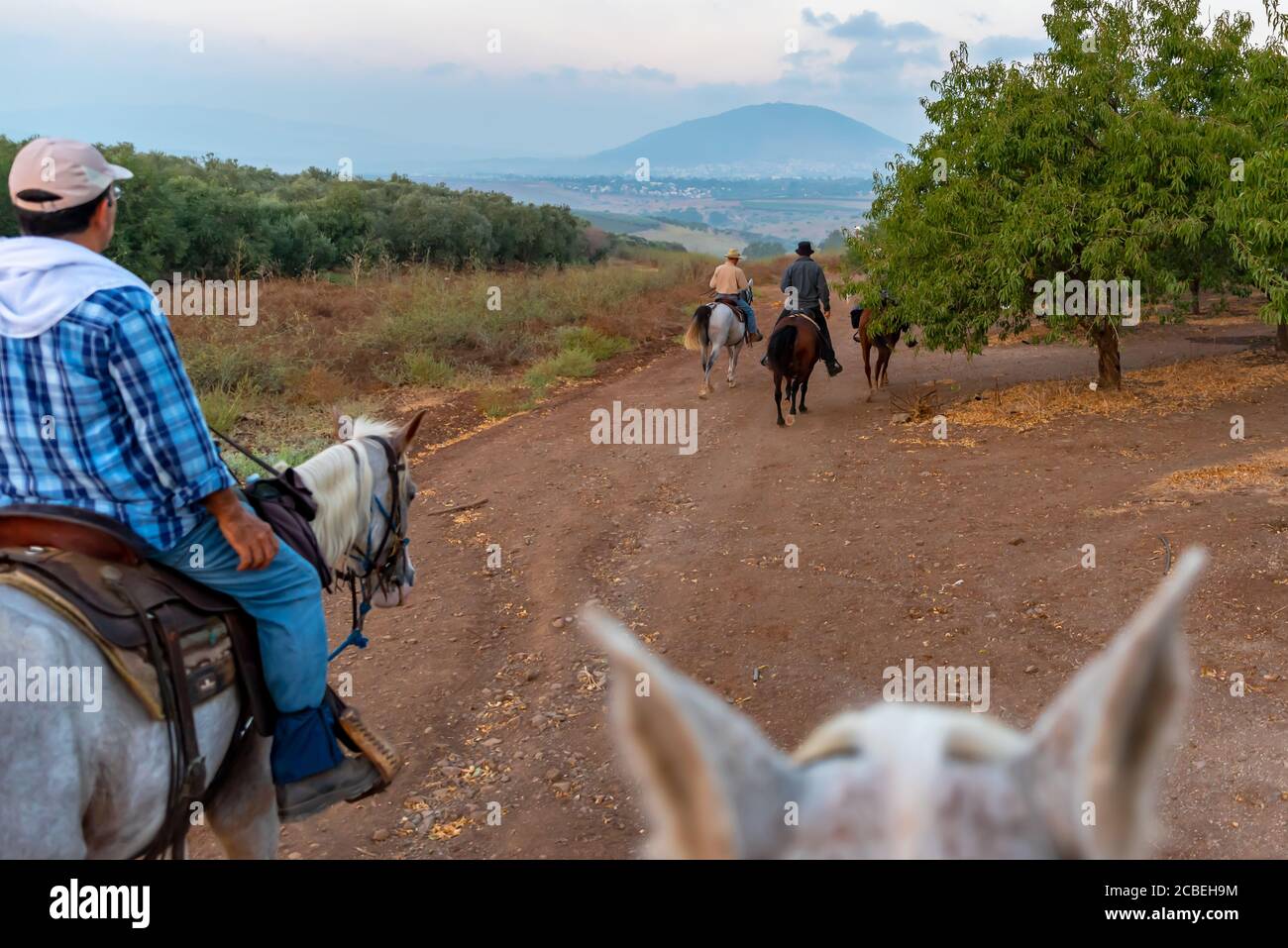 Horse back riding in the Jezreel Valley, Israel. Mount Tabor can be seen in the background Stock Photo