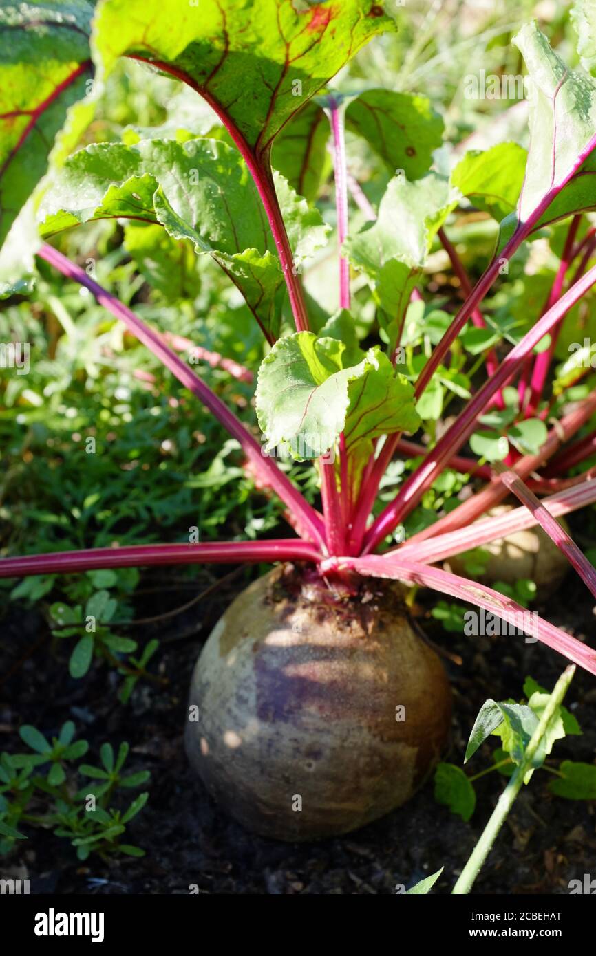 A large beet with leaves grows in the garden in the ground. Sunny summer day, blur end selective focus Stock Photo