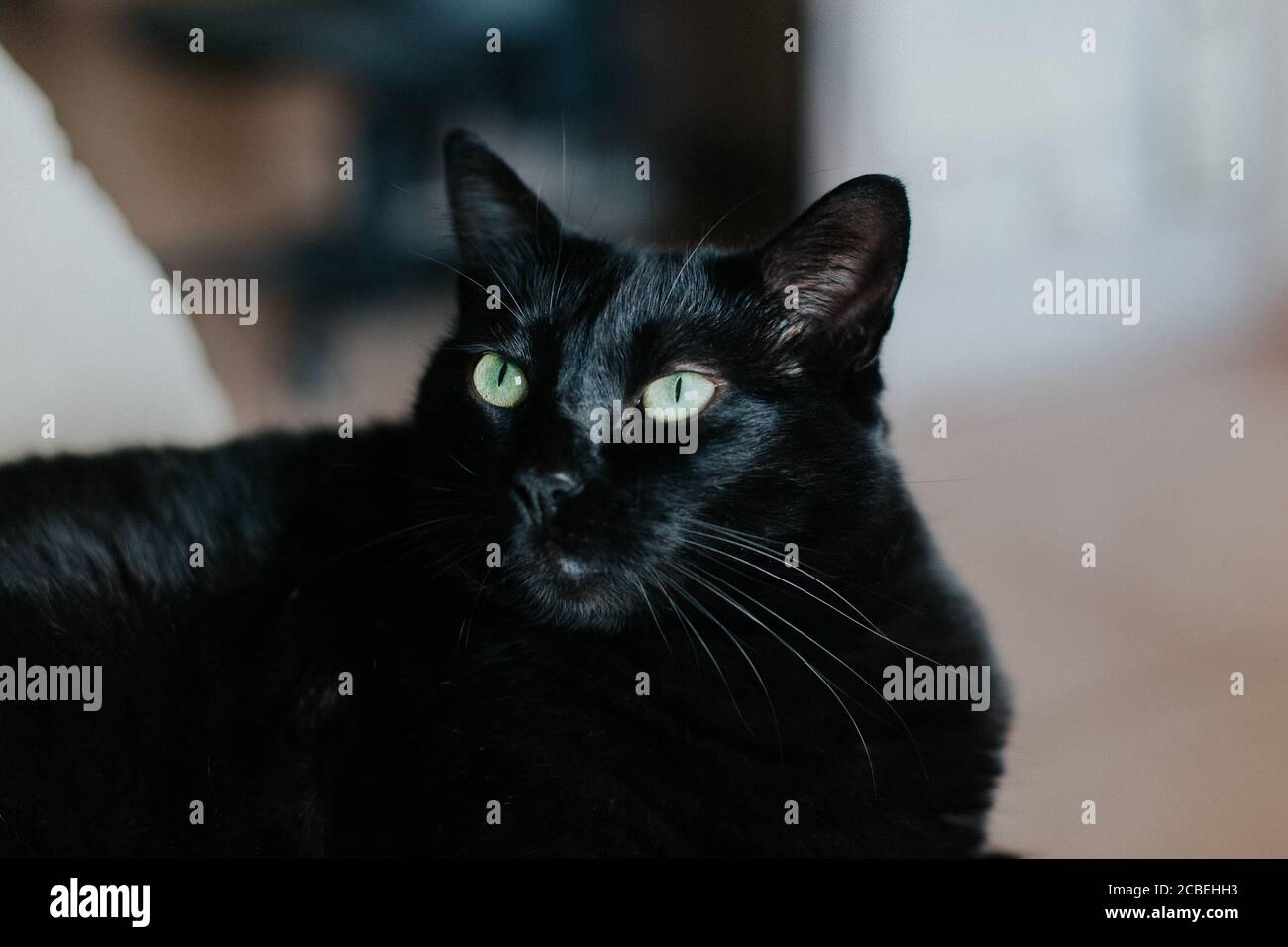 Closeup shot of a beautiful black cat with piercing green eyes Stock Photo