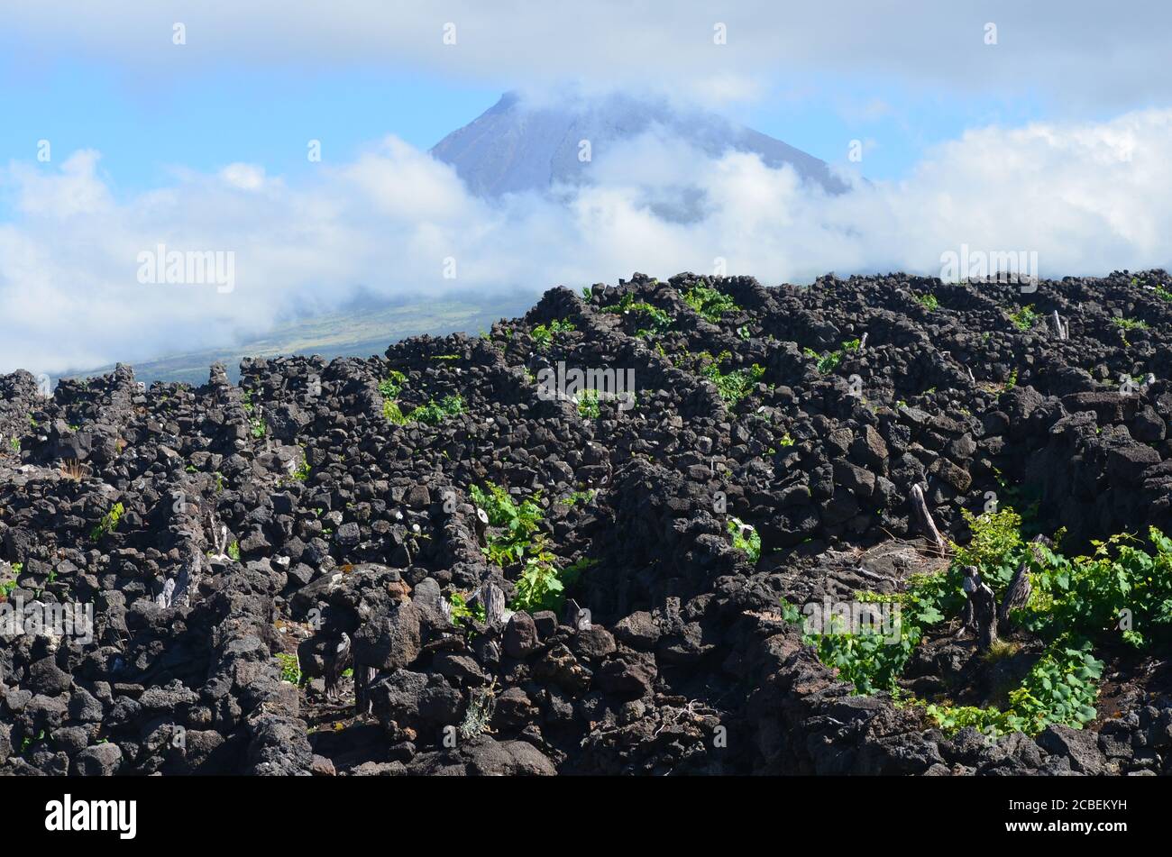 The conical Pico volcano looming ove traditional vineyards in Pico island, Azores archipelago, Portugal Stock Photo