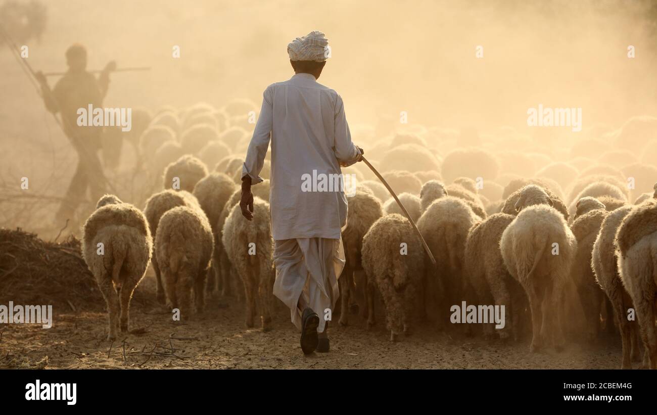 Old shepard with a herd of sheep in the Thar Desert in Jaisalmer, India Stock Photo