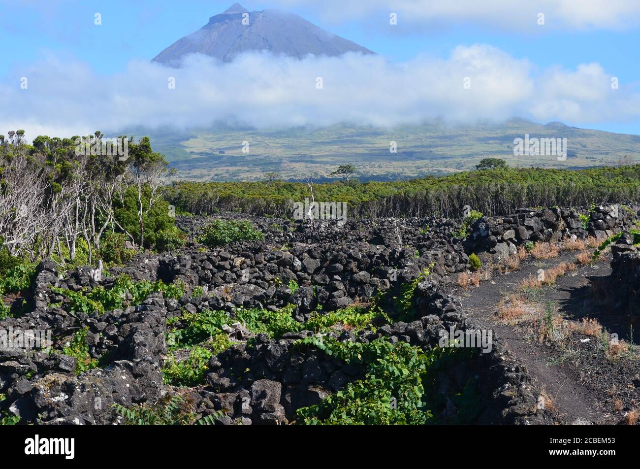The conical Pico volcano looming ove traditional vineyards in Pico island, Azores archipelago, Portugal Stock Photo