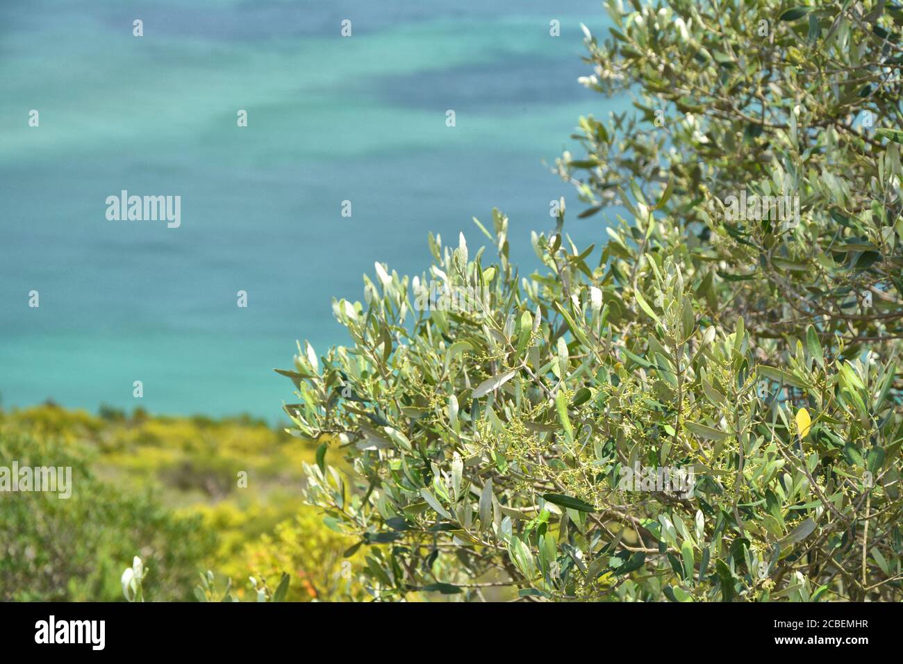 Olive tree branches with buds growing in Portugal. Waters of Atlantic ocean in the background. Stock Photo