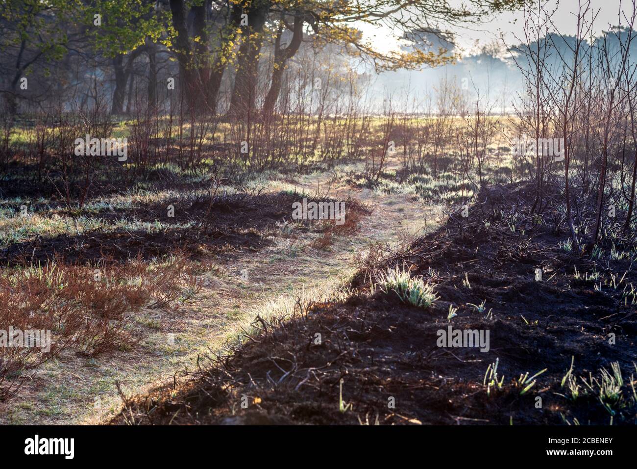 Fire Path Forest Holland forest fire hi-res stock photography and images - Alamy