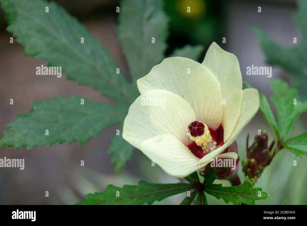 beautiful okra flowers bloom in warm spring Stock Photo Alamy
