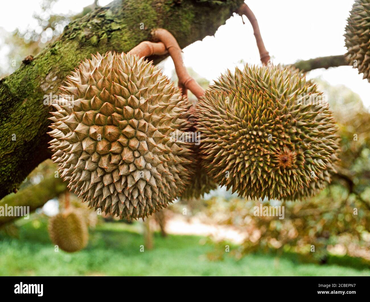 Durian fruit hanging from a tree, a hybridised dwarf variety allowing easier harvesting. Stock Photo