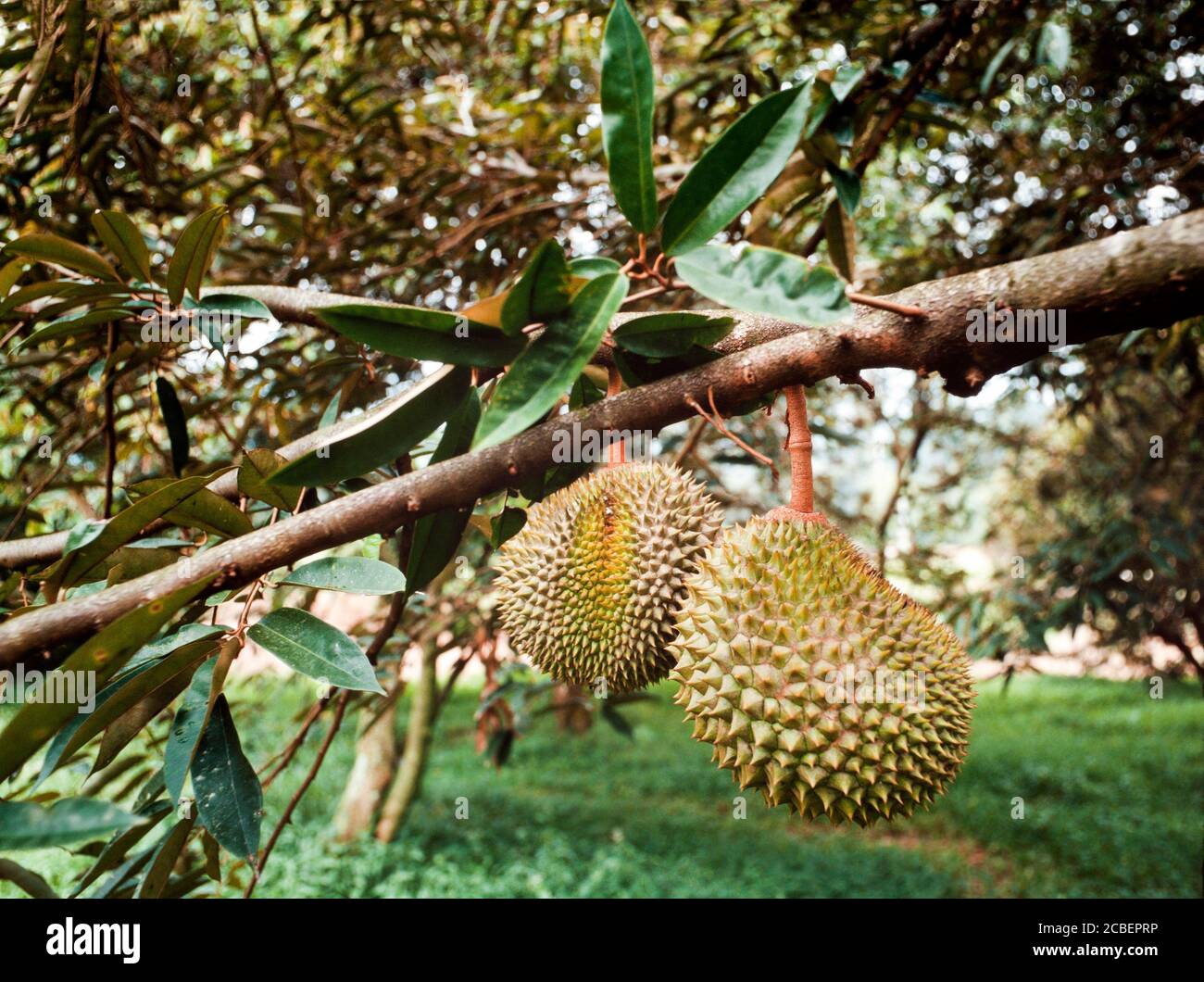 Durian fruit hanging from a tree, a hybridised dwarf variety allowing easier harvesting. Stock Photo