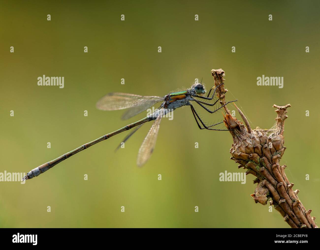 Emerald damselfly (Lestes sponsa), resting on vegetation, Dumfries, SW ...