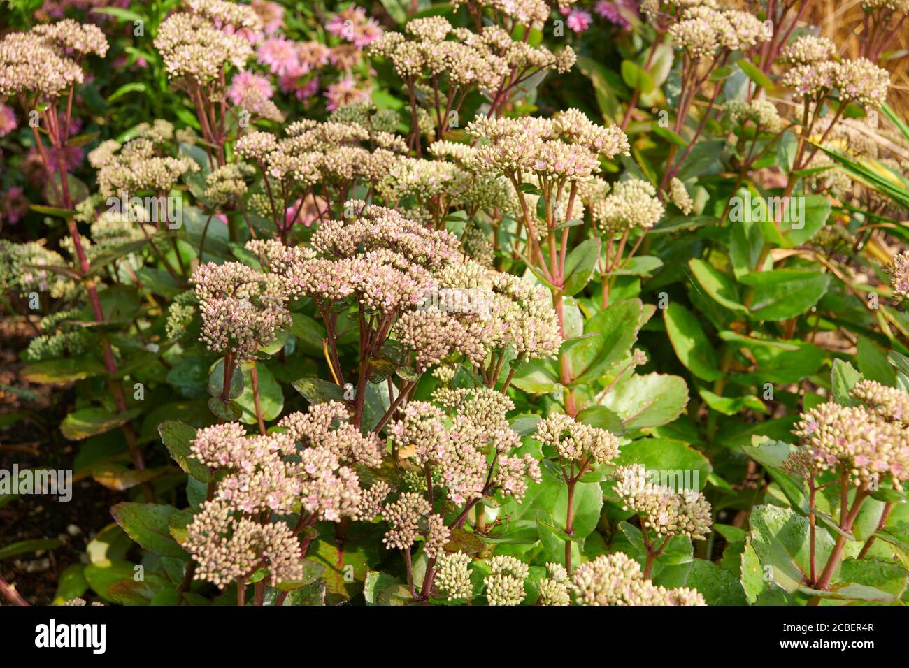 Iceplant (Hylotelephium spectabile) also known as Butterfly stonecrop, Autumn joy, Sedum. Stock Photo
