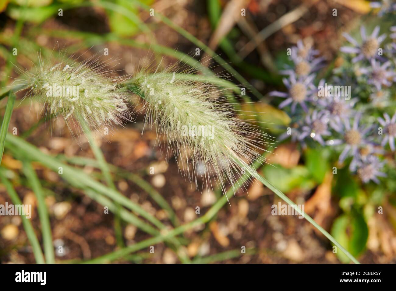 Feathertop (Cenchrus longissimus) or Fountiangrass. Stock Photo