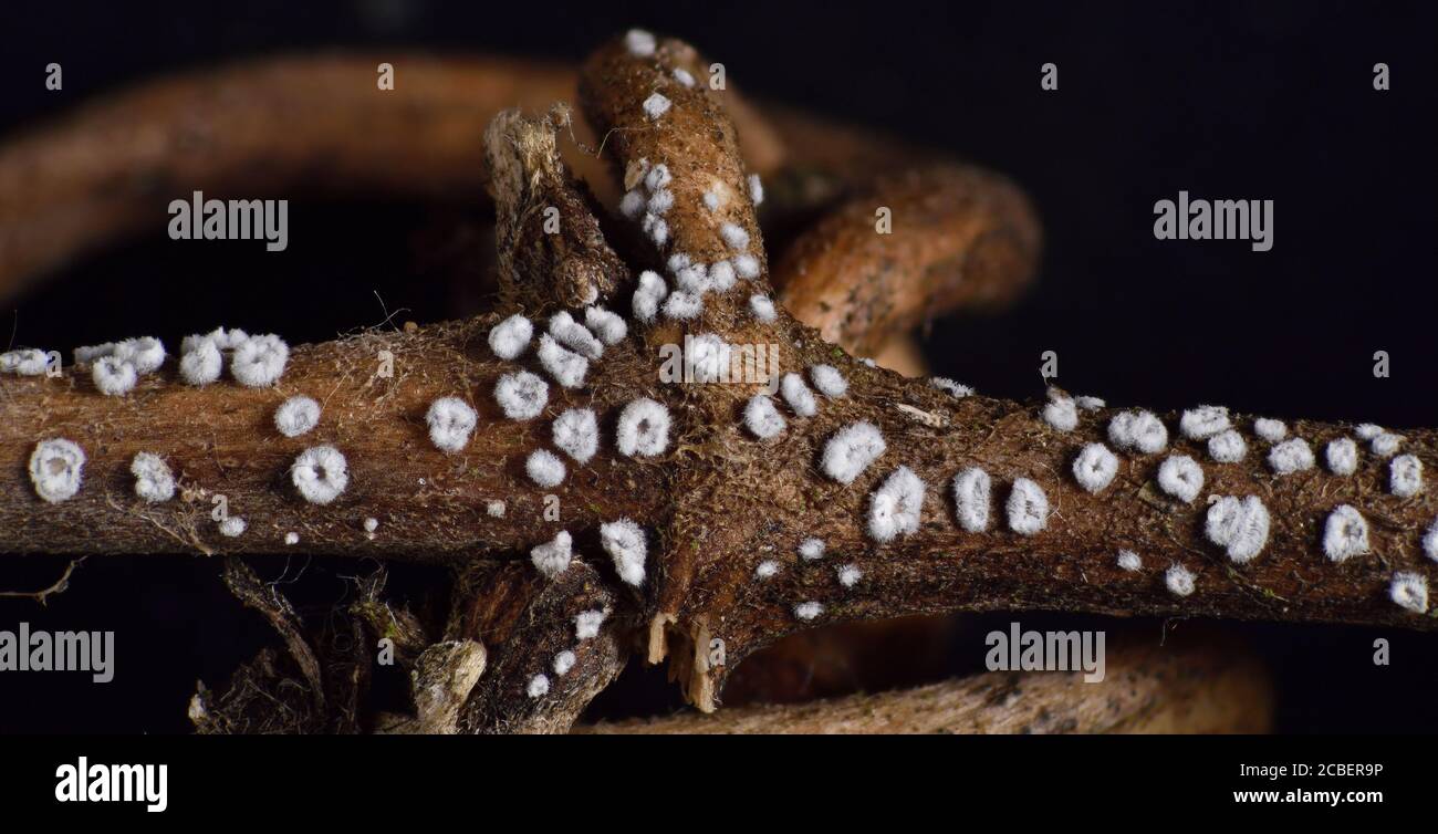 Microfungi, Flagelloscypha pilatii. on Clematis, UK Stock Photo
