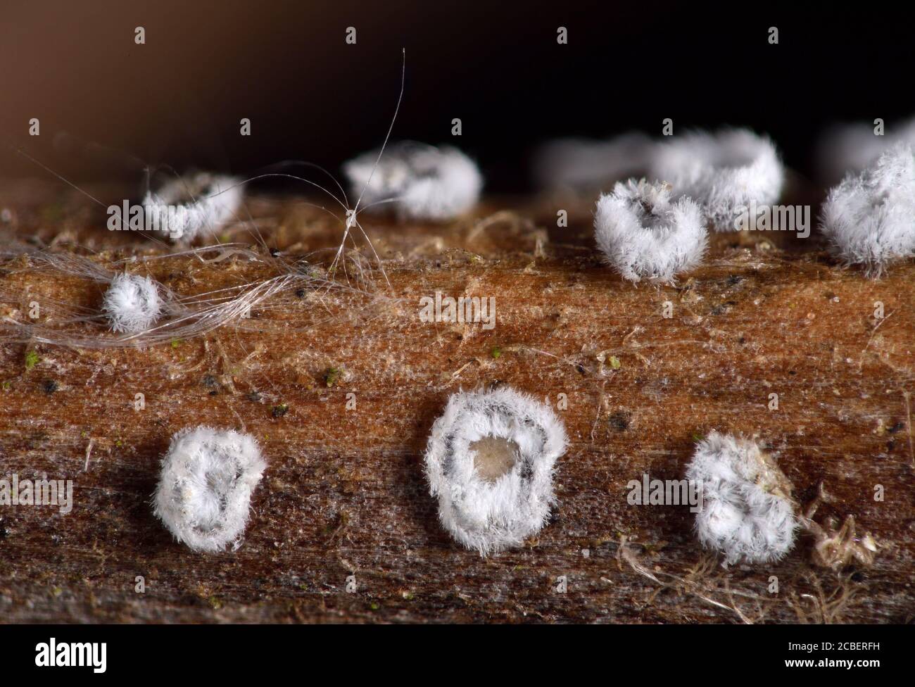 Microfungi, Flagelloscypha pilatii. on Clematis, UK Stock Photo