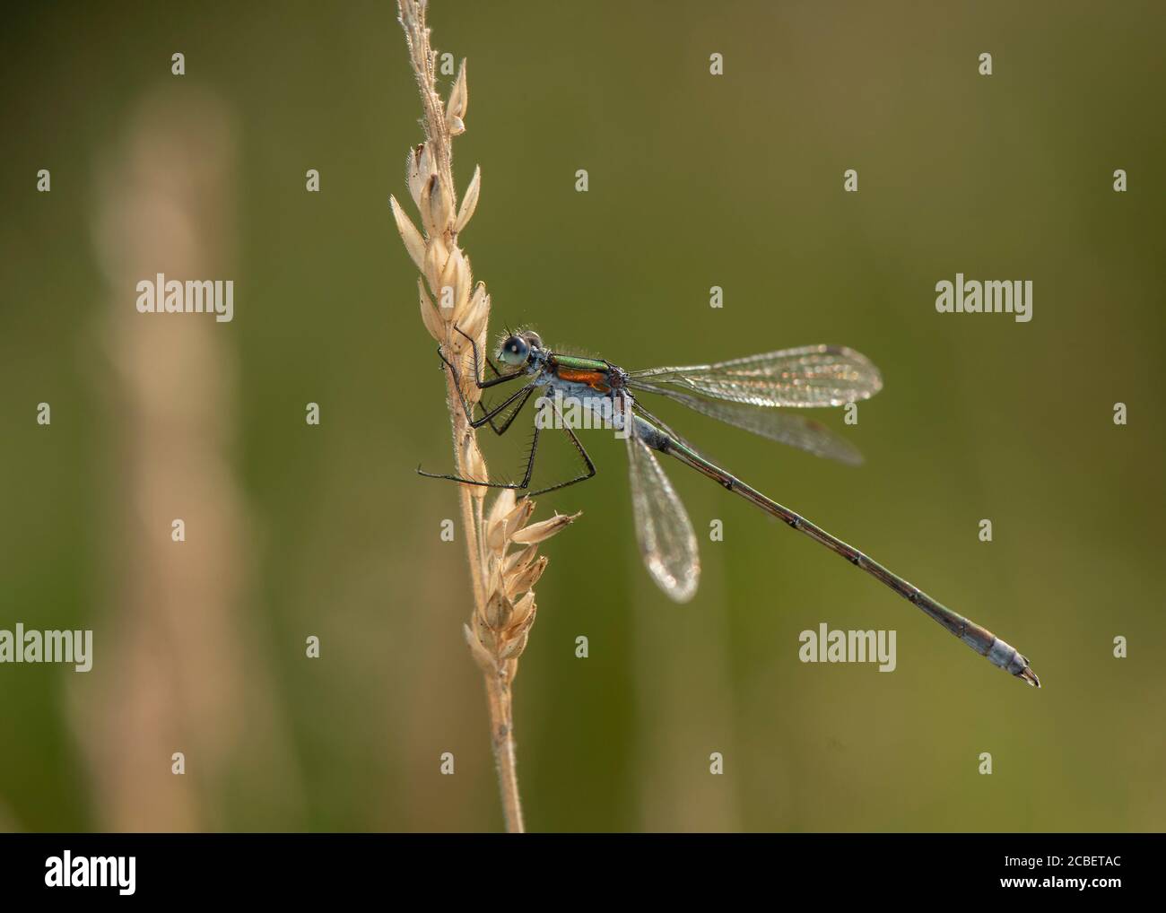 Emerald damselfly (Lestes sponsa), resting on vegetation, Dumfries, SW ...