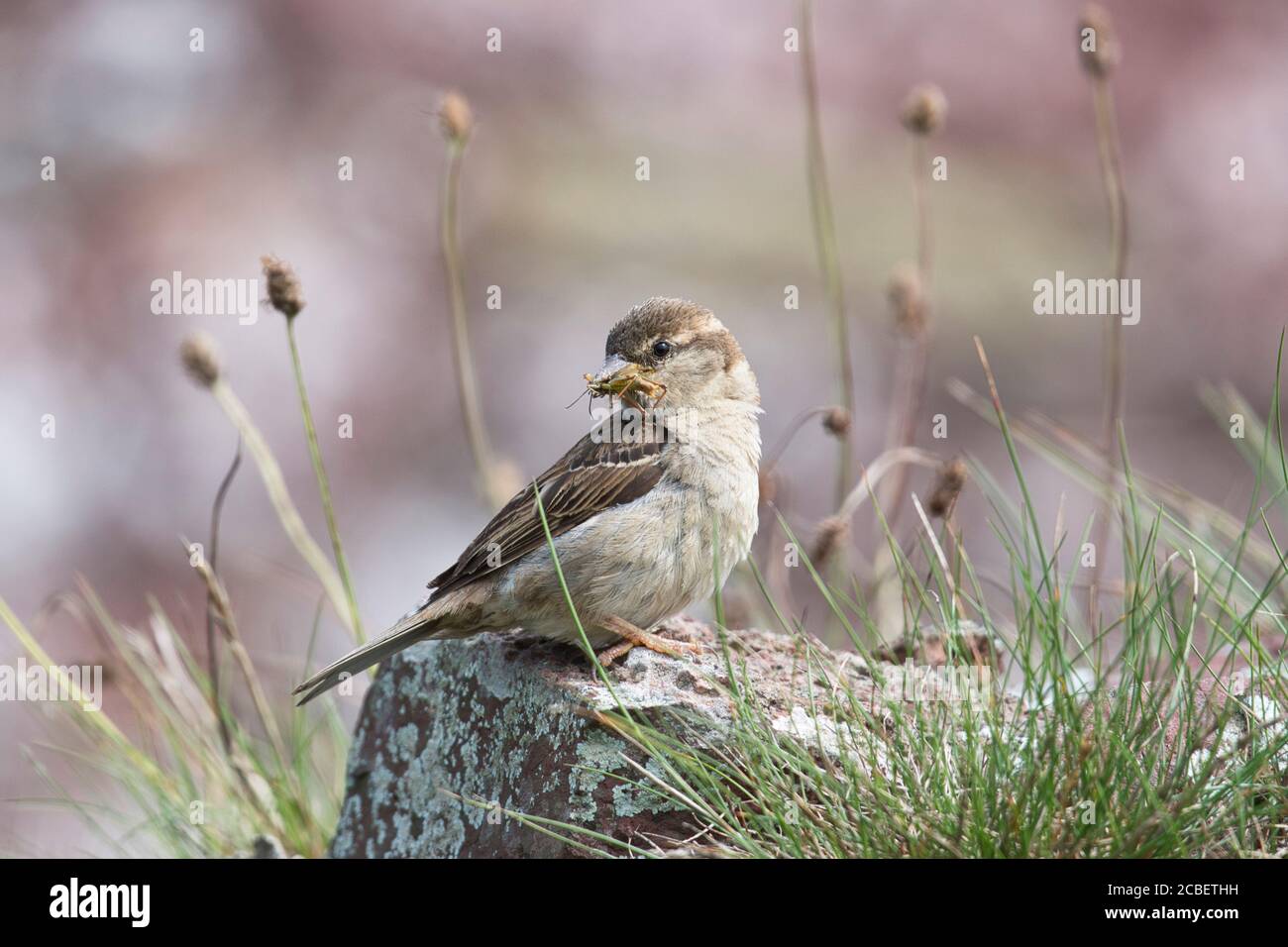 Female house sparrow (Passer domesticus) with grasshopper prey Stock Photo