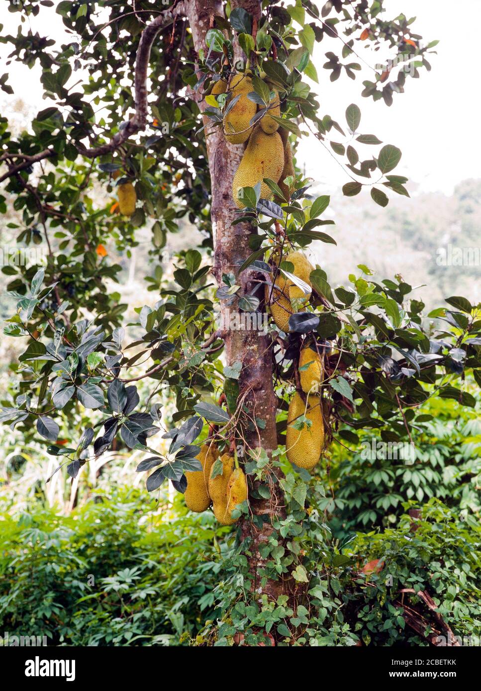 Chempedak fruit (Malay) Artocarpus integer, growing on tree, Cempedak is similar to jackfruit in many ways, however, cempedak are smaller, Malaysia. Stock Photo