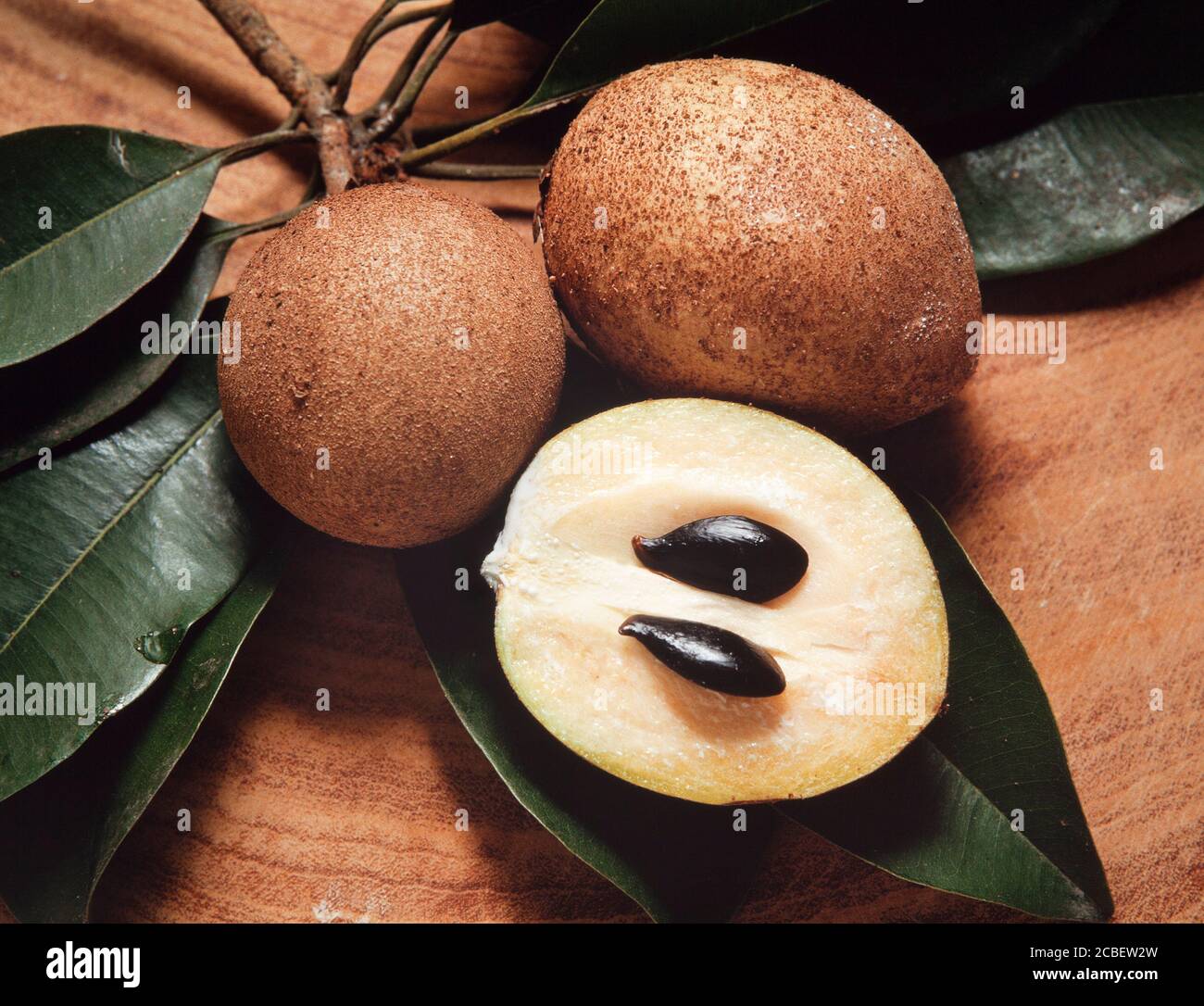 Ciku fruit, (pron. CHIKU) Manilkara achras, skin colour varies from yellow, brown, pink. Malaysia Stock Photo