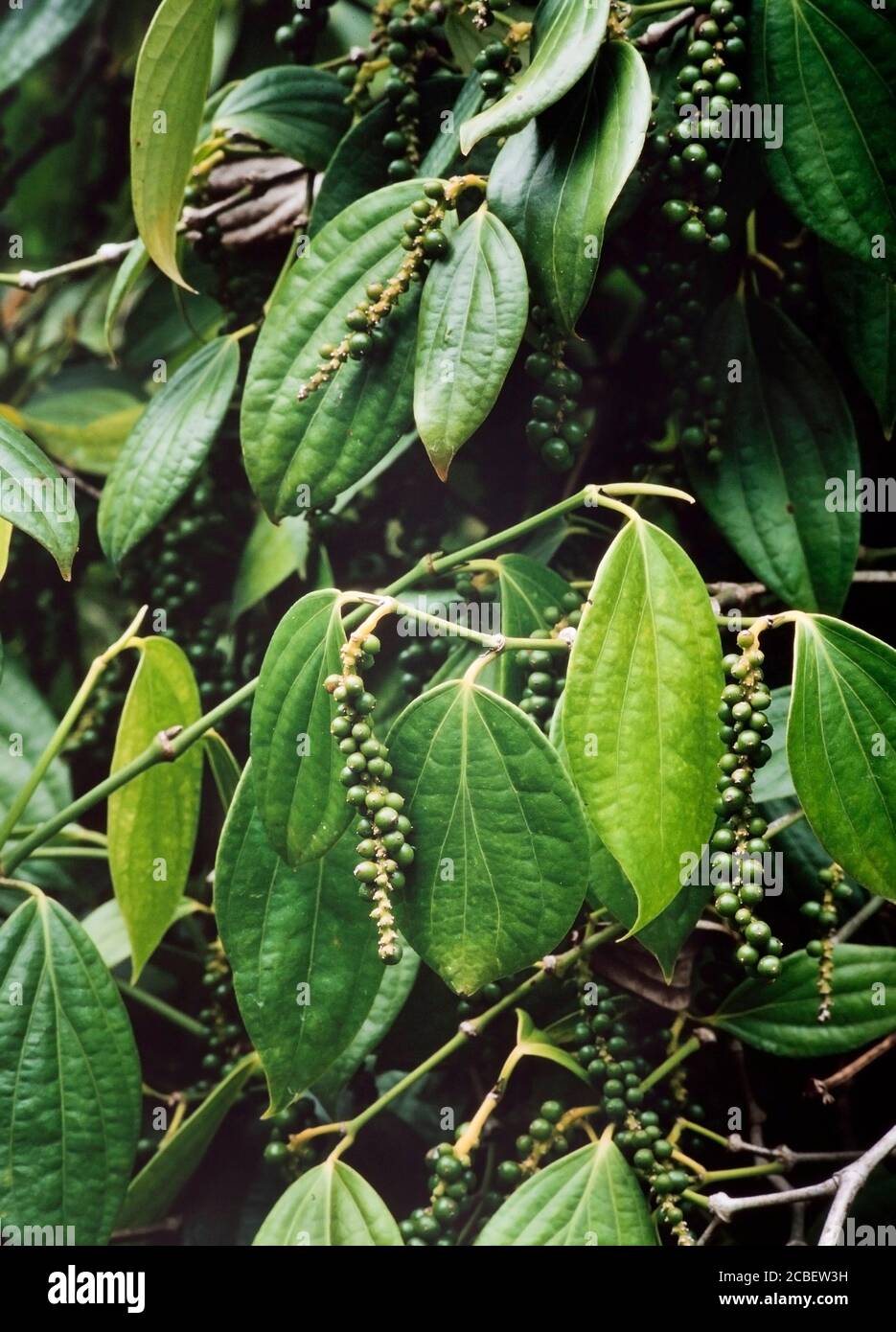Pepper plant with berries, Piper nigrum, Sarawak, Malaysia Stock Photo