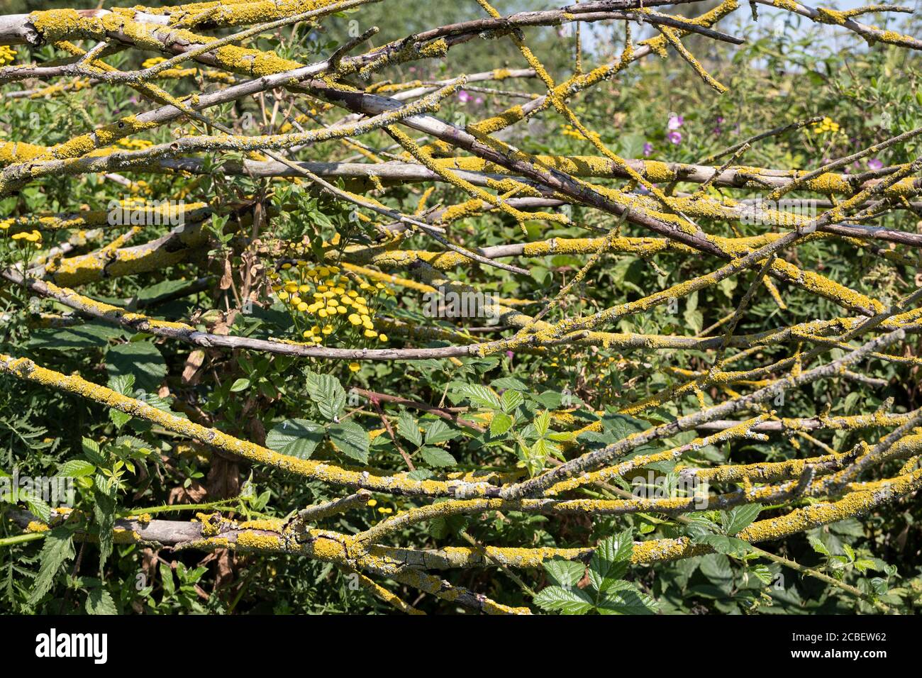 Yellow crustose lichens on hedgerow branches Stock Photo