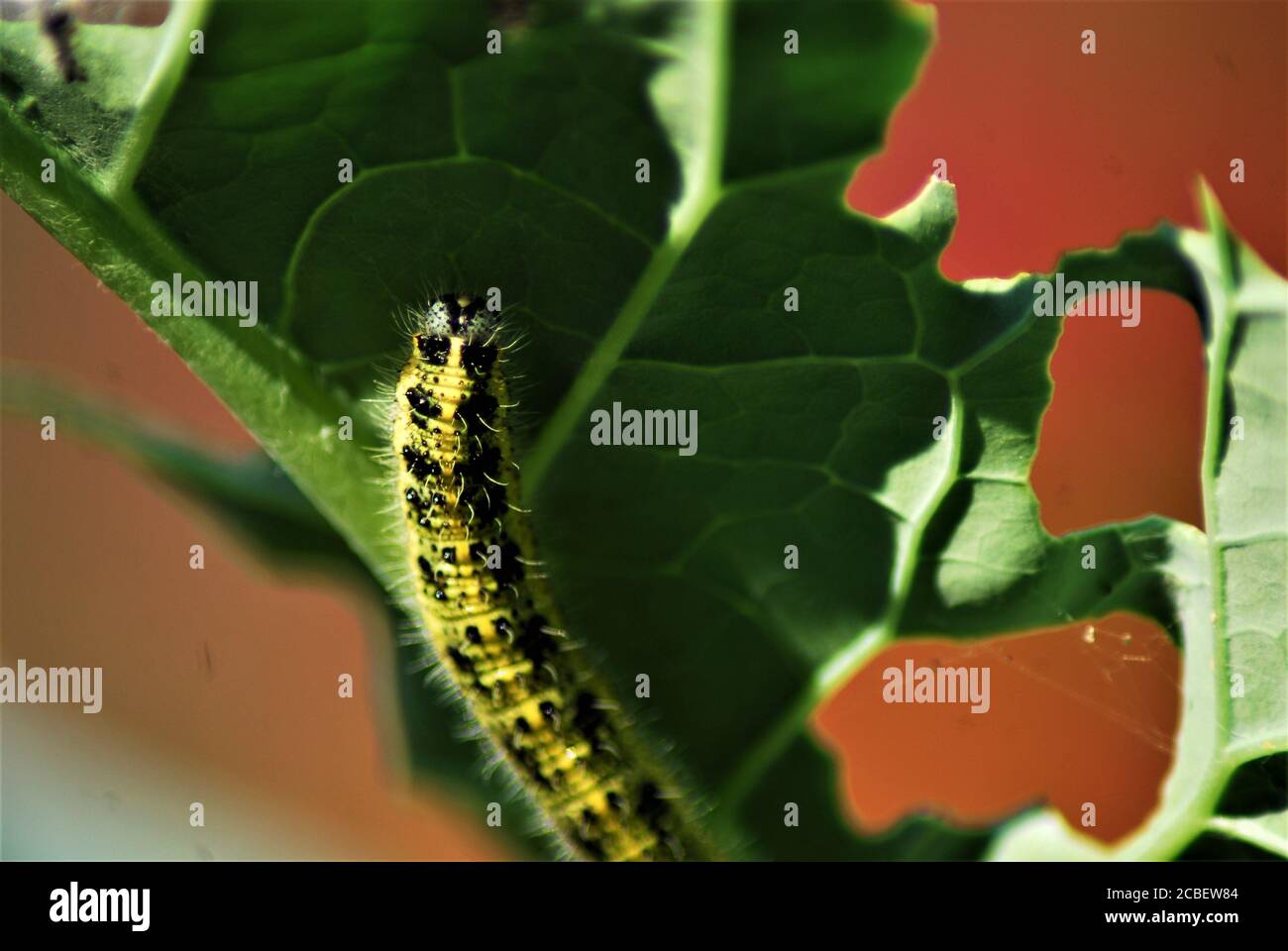 Cabbage caterpillar on a green cabbage leaf Stock Photo Alamy