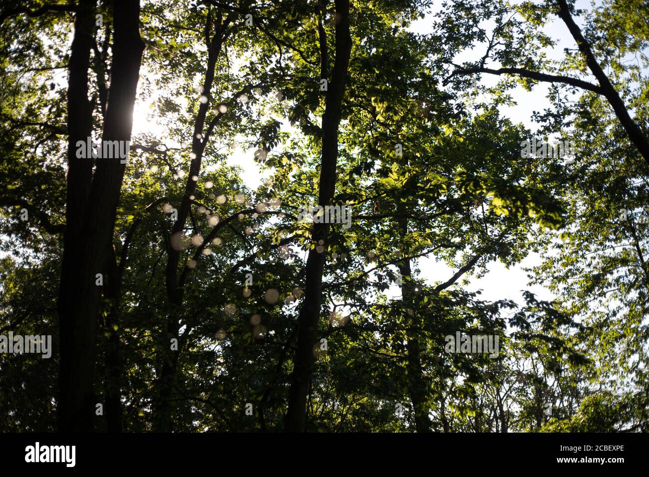 Low angle shot of the tall trees in the forest at daytime Stock Photo ...