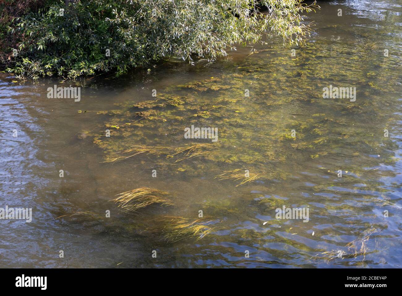 River Avon showing underwater reeds Stock Photo
