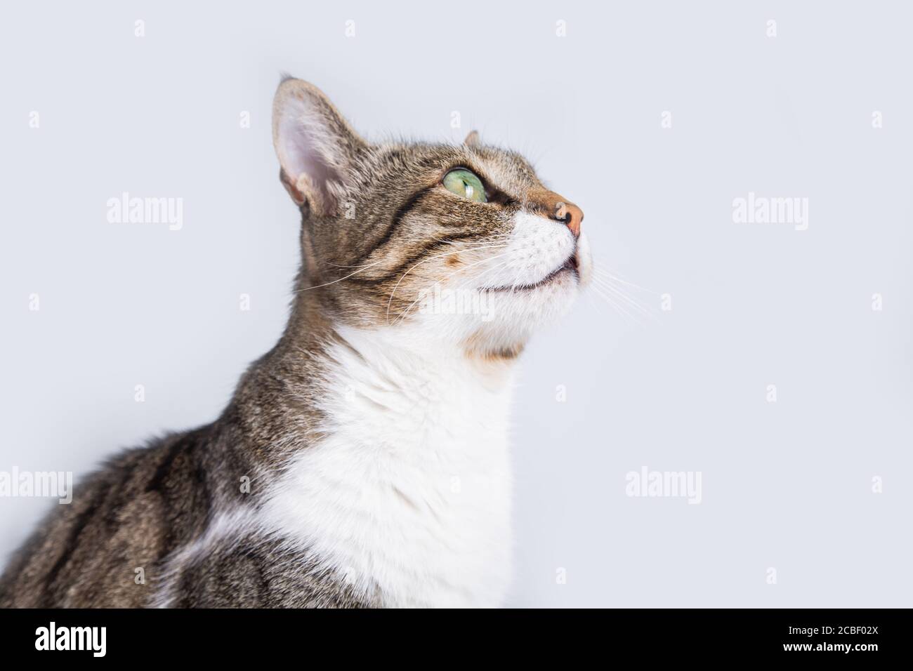 Cat sitting and looking up isolated on white background. Stock Photo