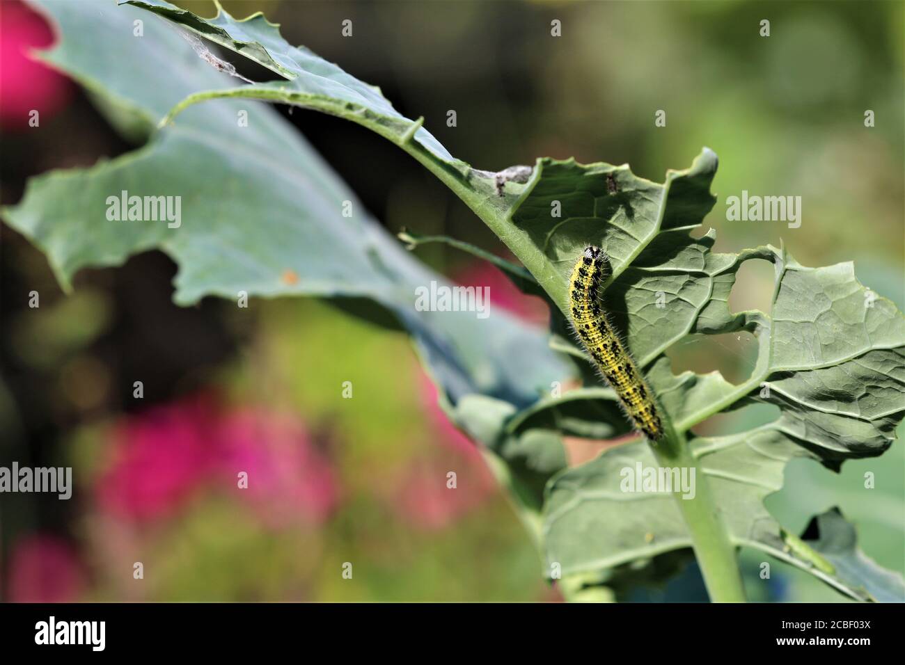 Cabbage caterpillar on a green cabbage leaf Stock Photo Alamy