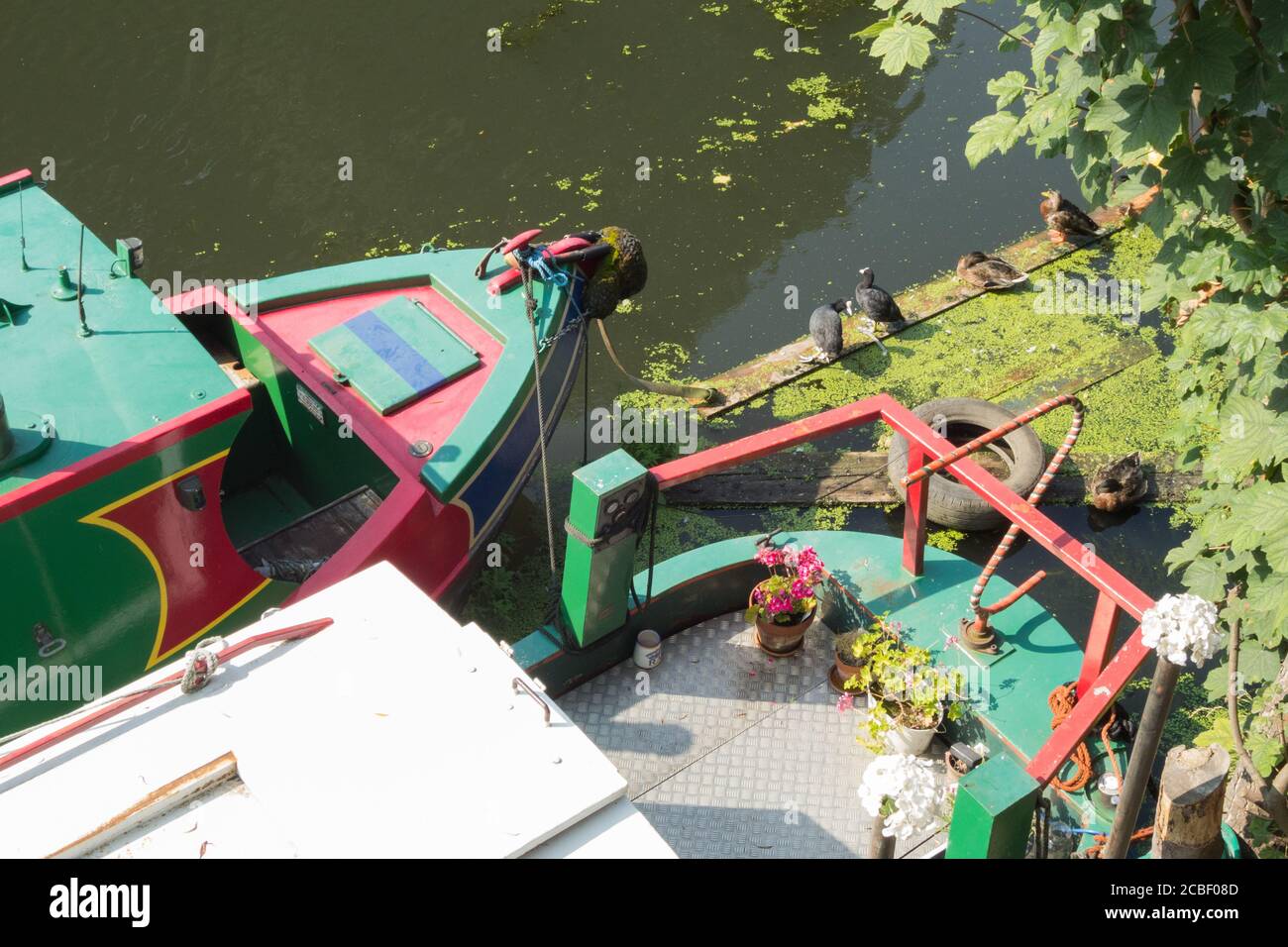 Canal narrowboats and algae bloom on the Grand Union Canal near Brentford Dock, Brentford, Middlesex, UK Stock Photo