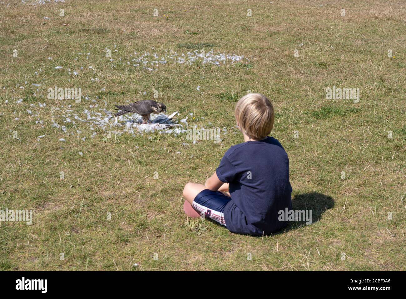 Boy watching Peregrine falcon feeding Stock Photo