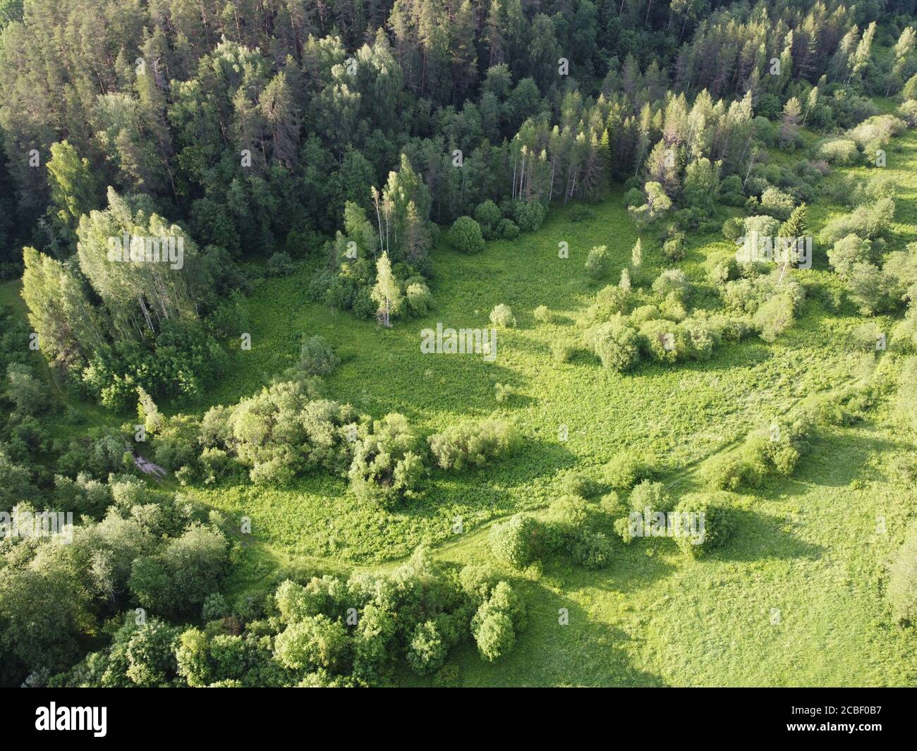 meadow in the green summer forest aerial photo Stock Photo